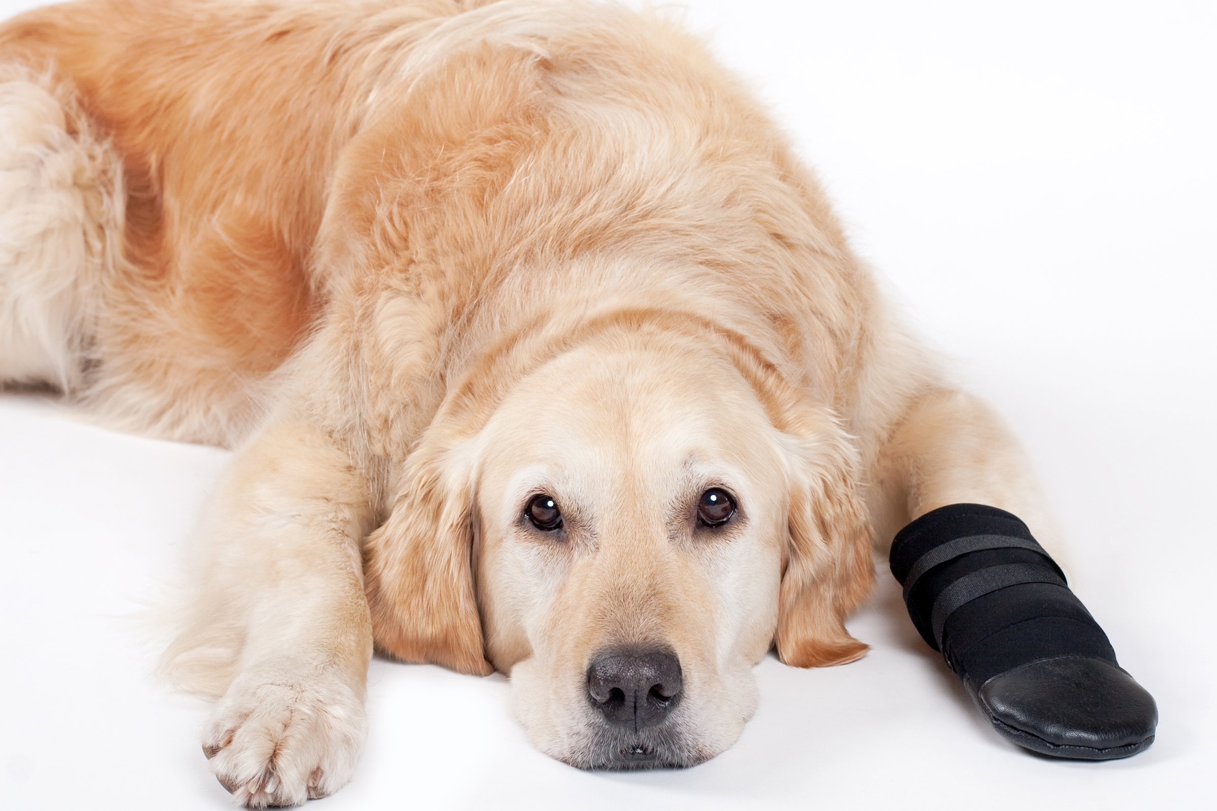 Injured Dog