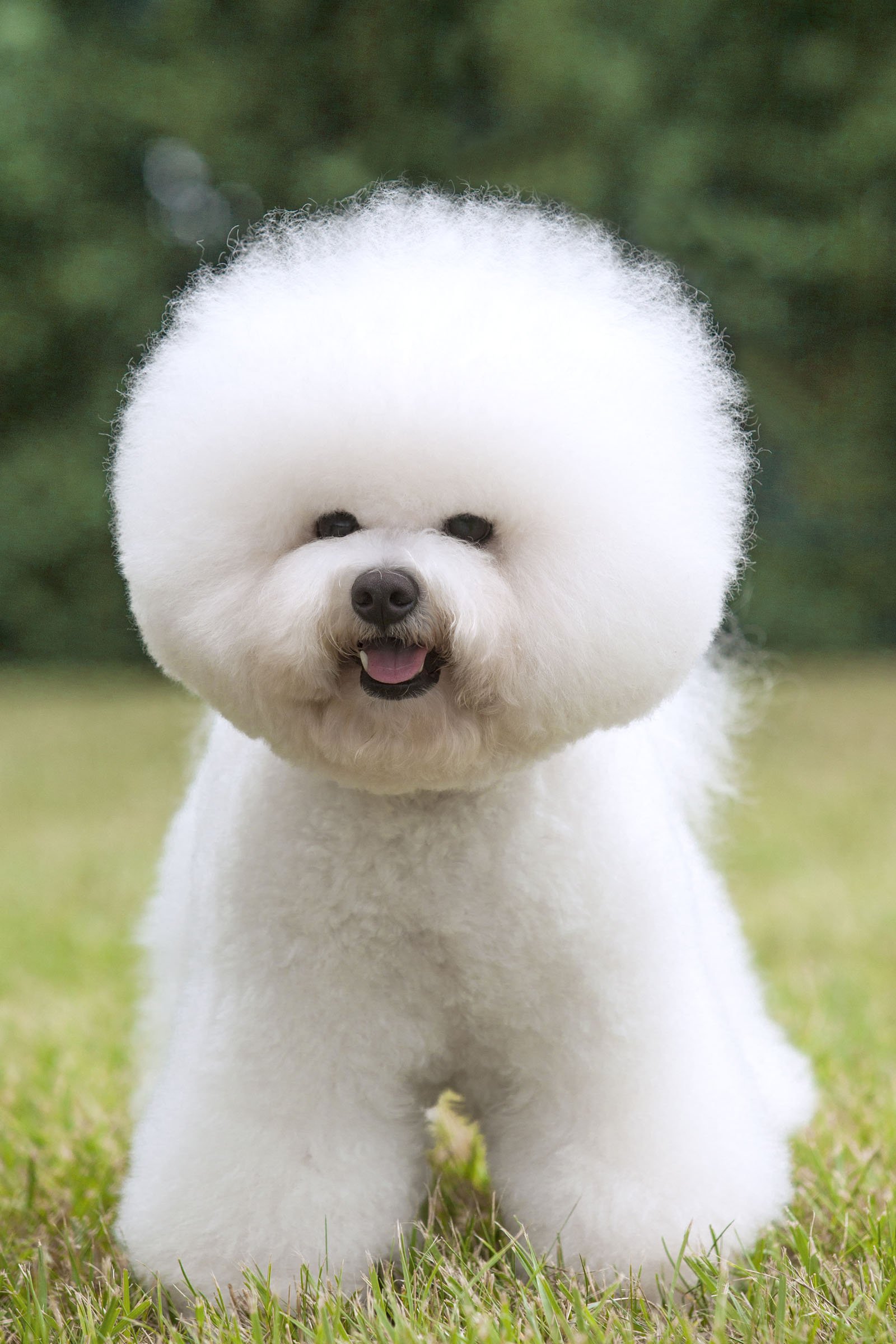 bichon frise