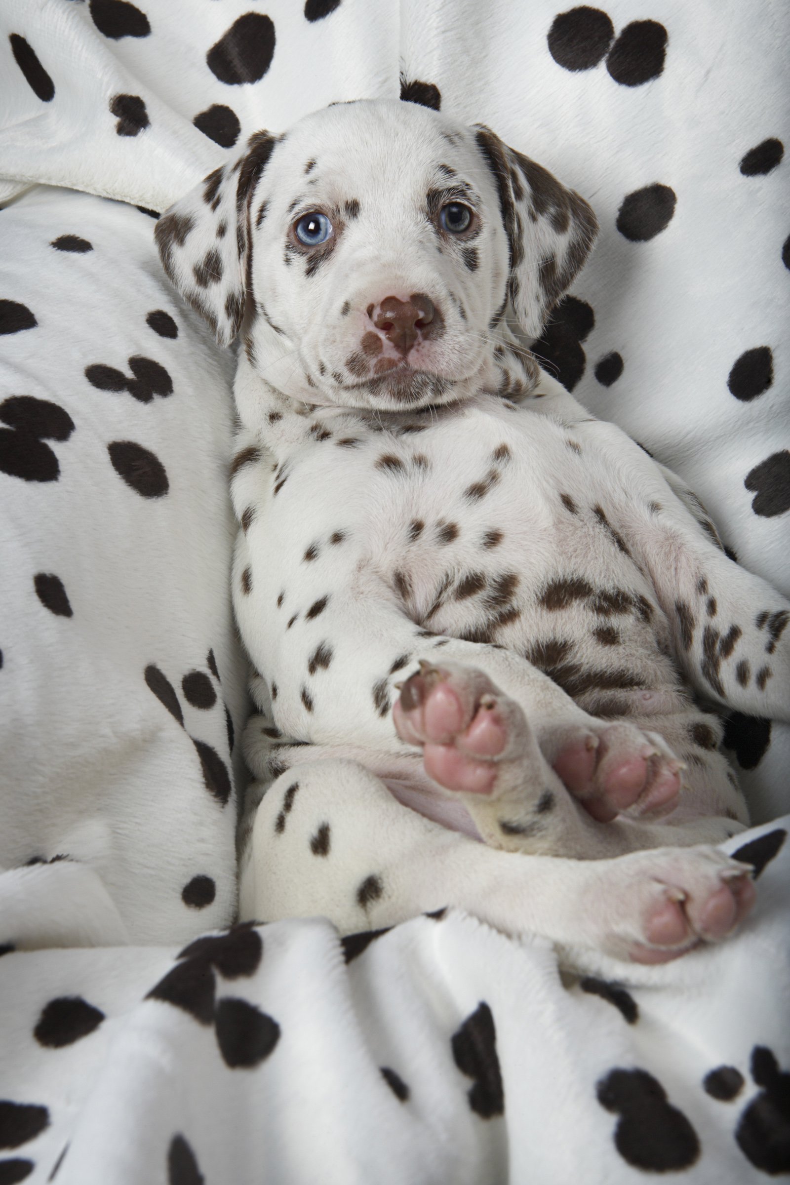 dalmata alom