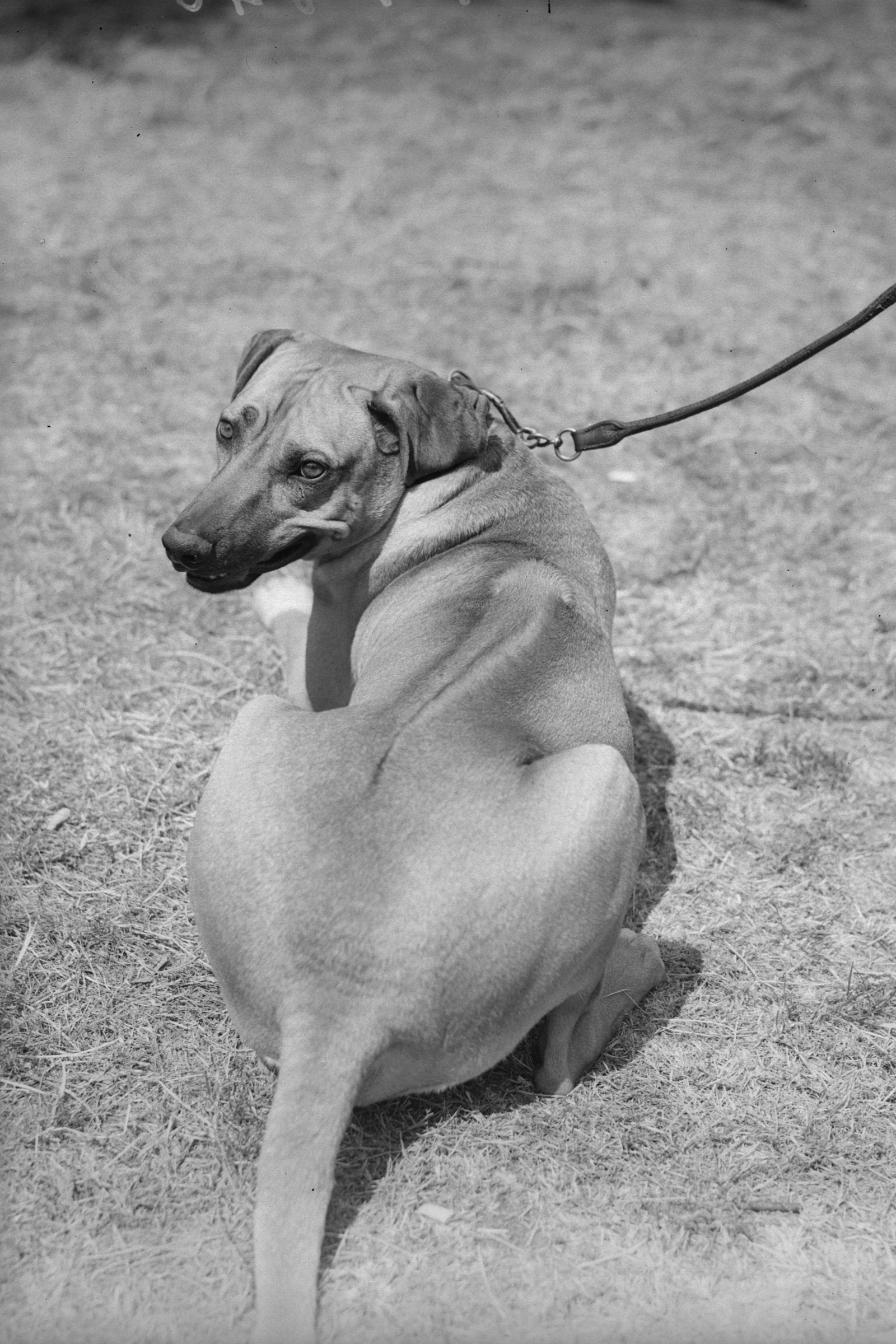 Rhodesian Ridgeback