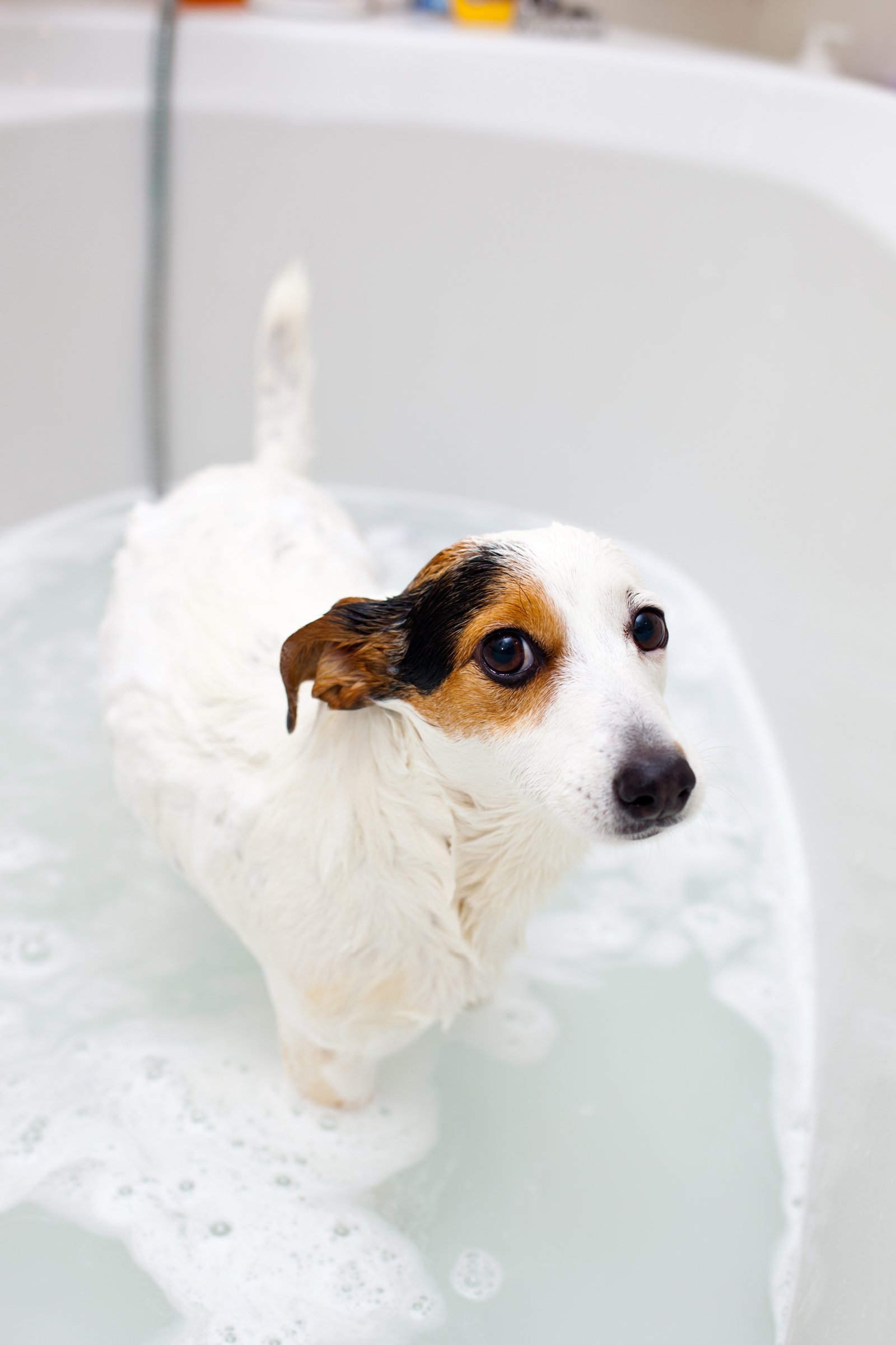 jack russell terrier ápolás fürdetés