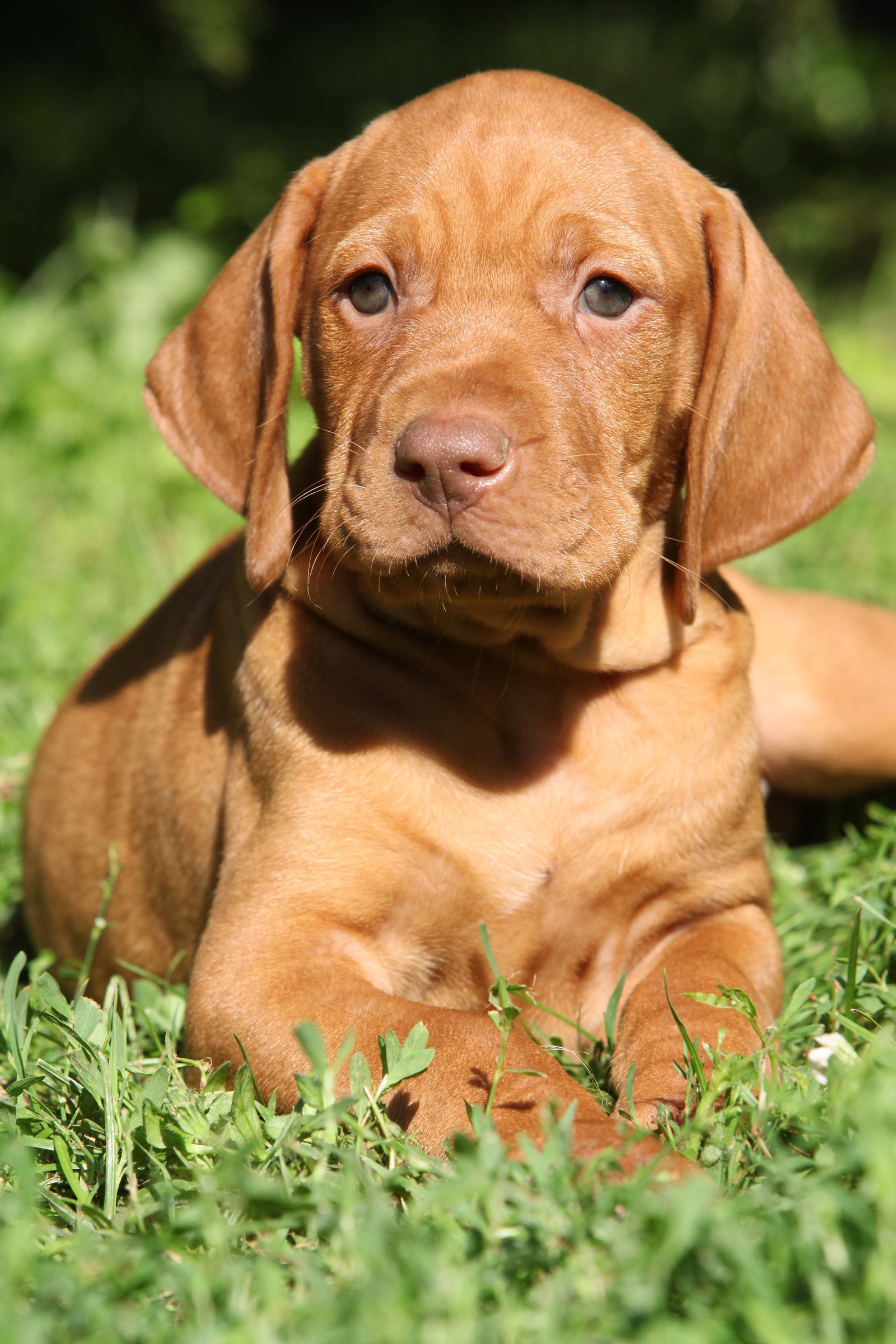 vizsla kölyök