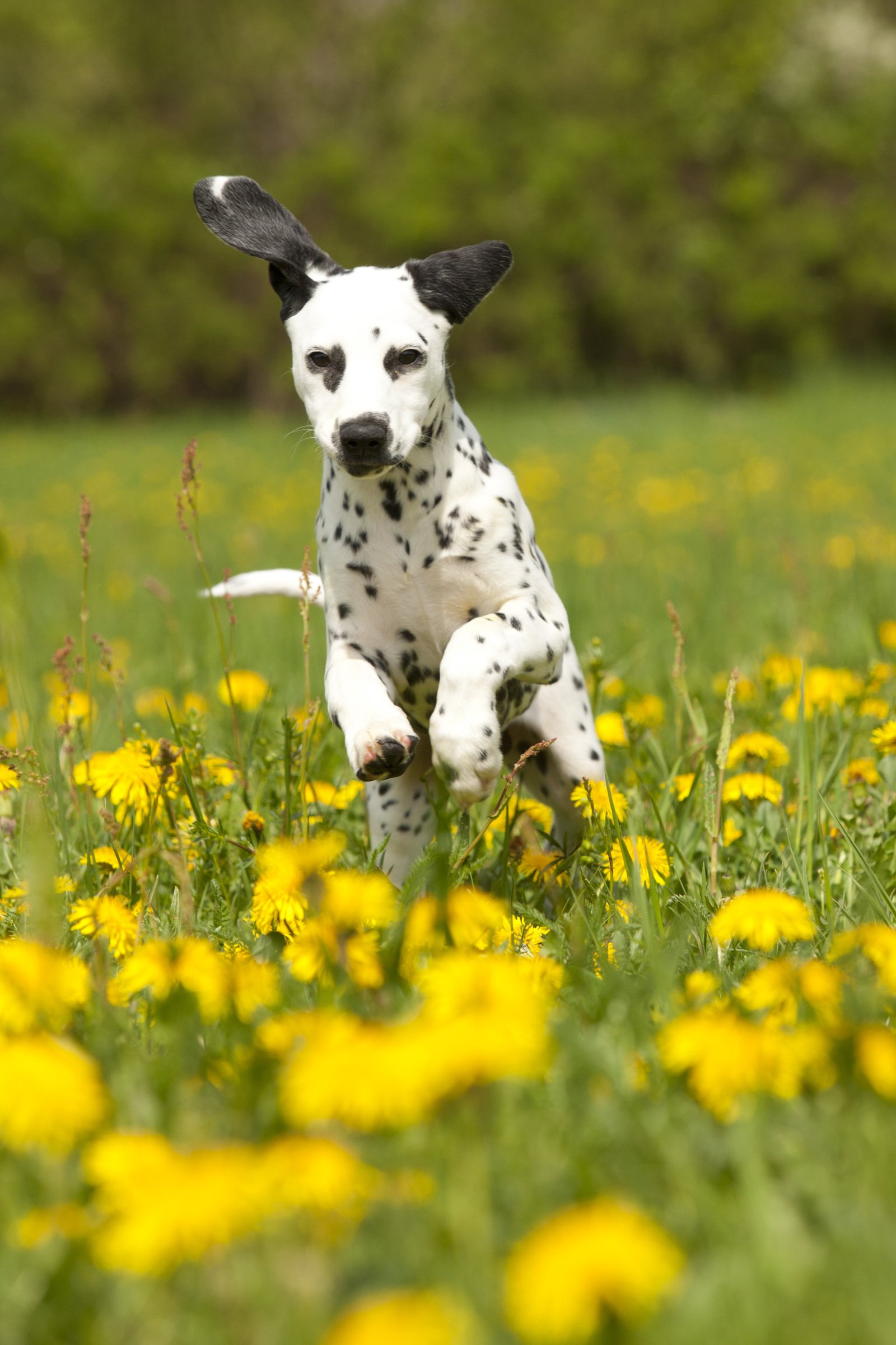dalmata sárga virgágok között