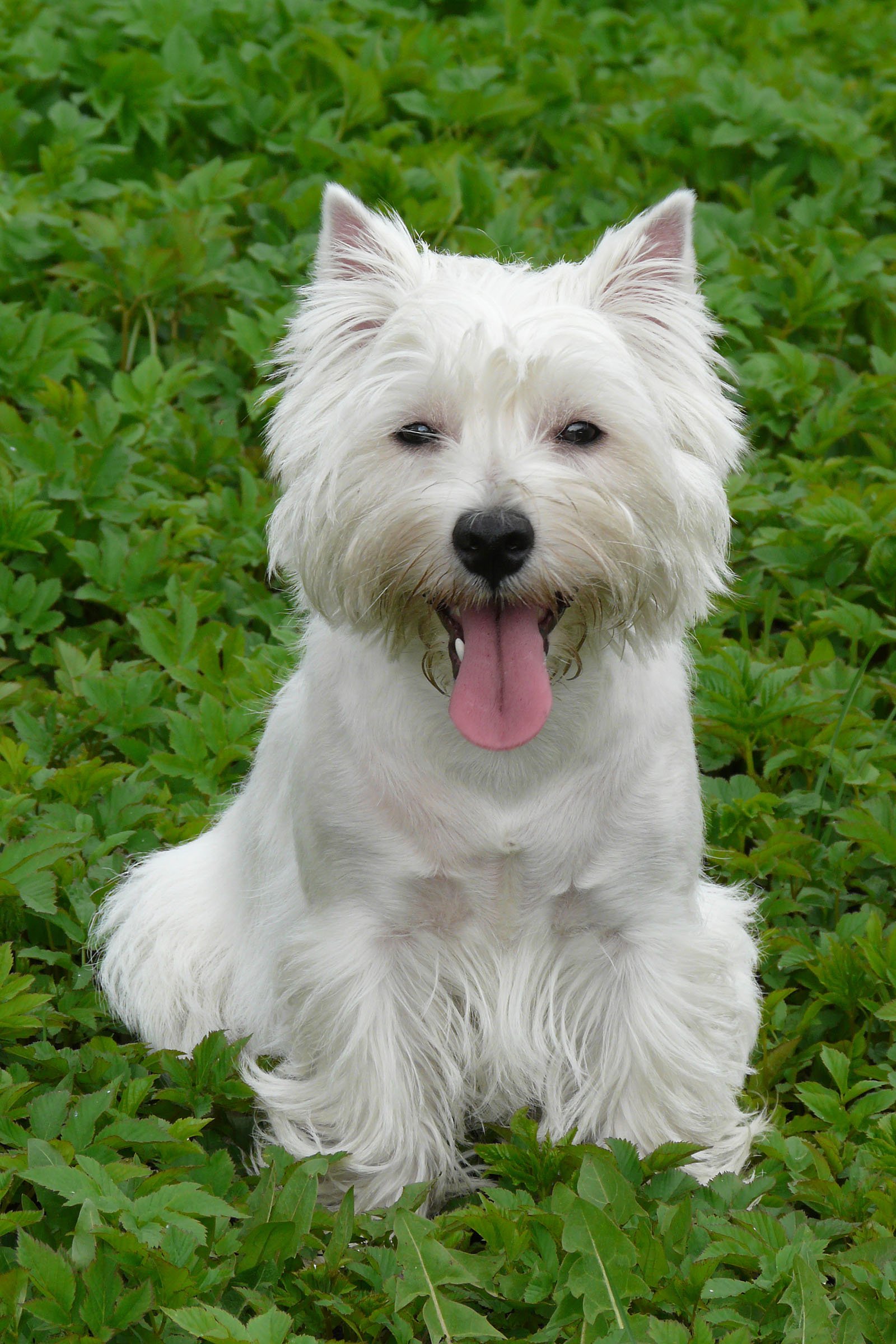 Westie