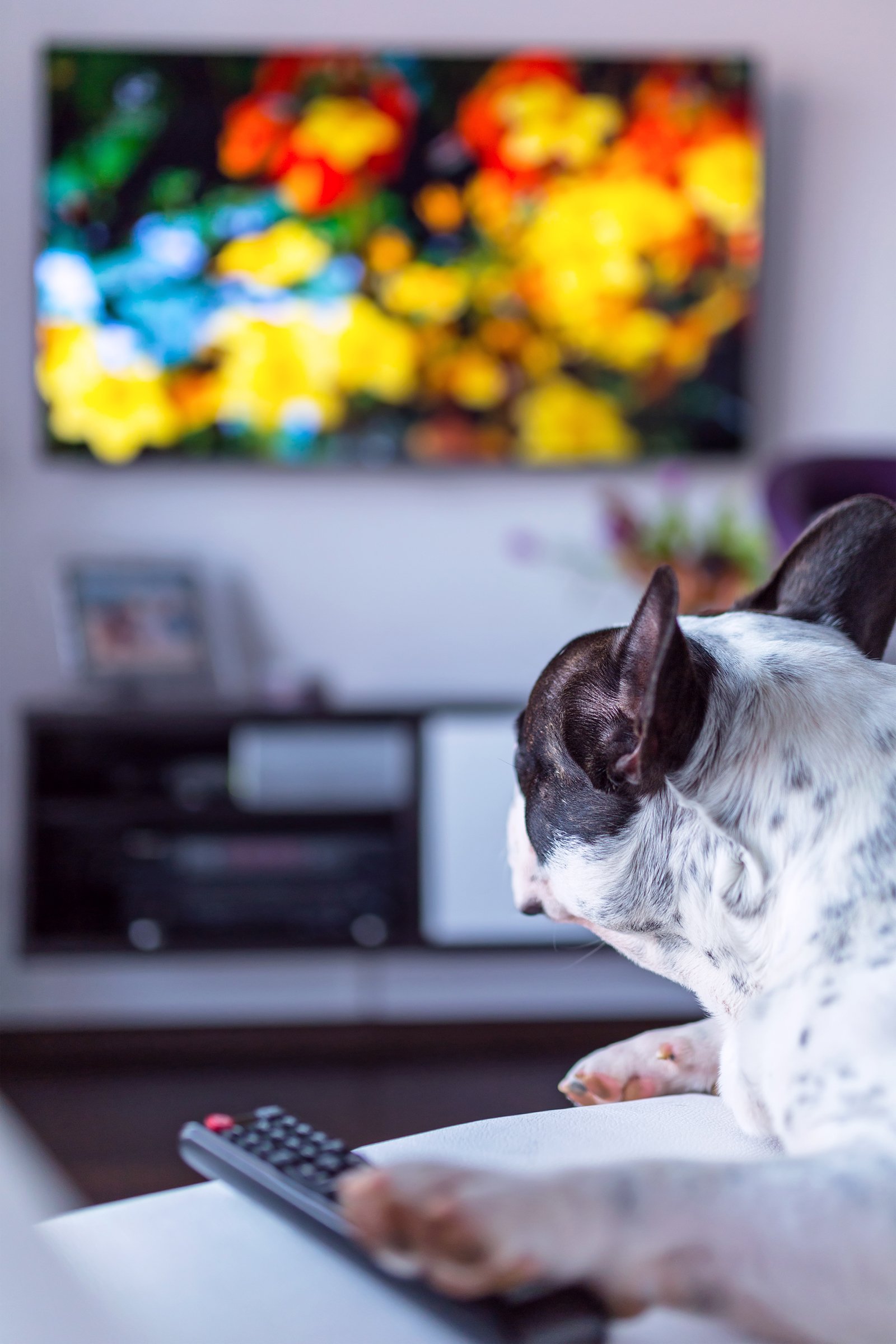 tévéző francia bulldog
