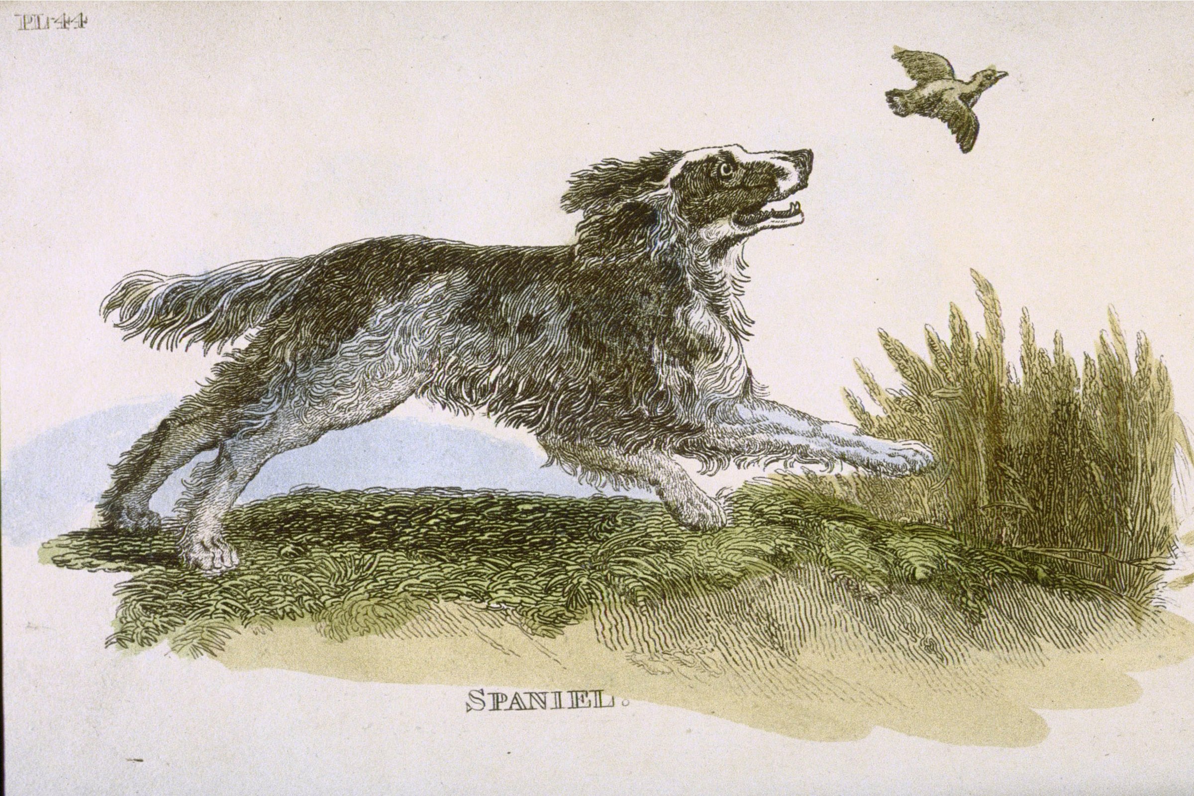 1811 spániel