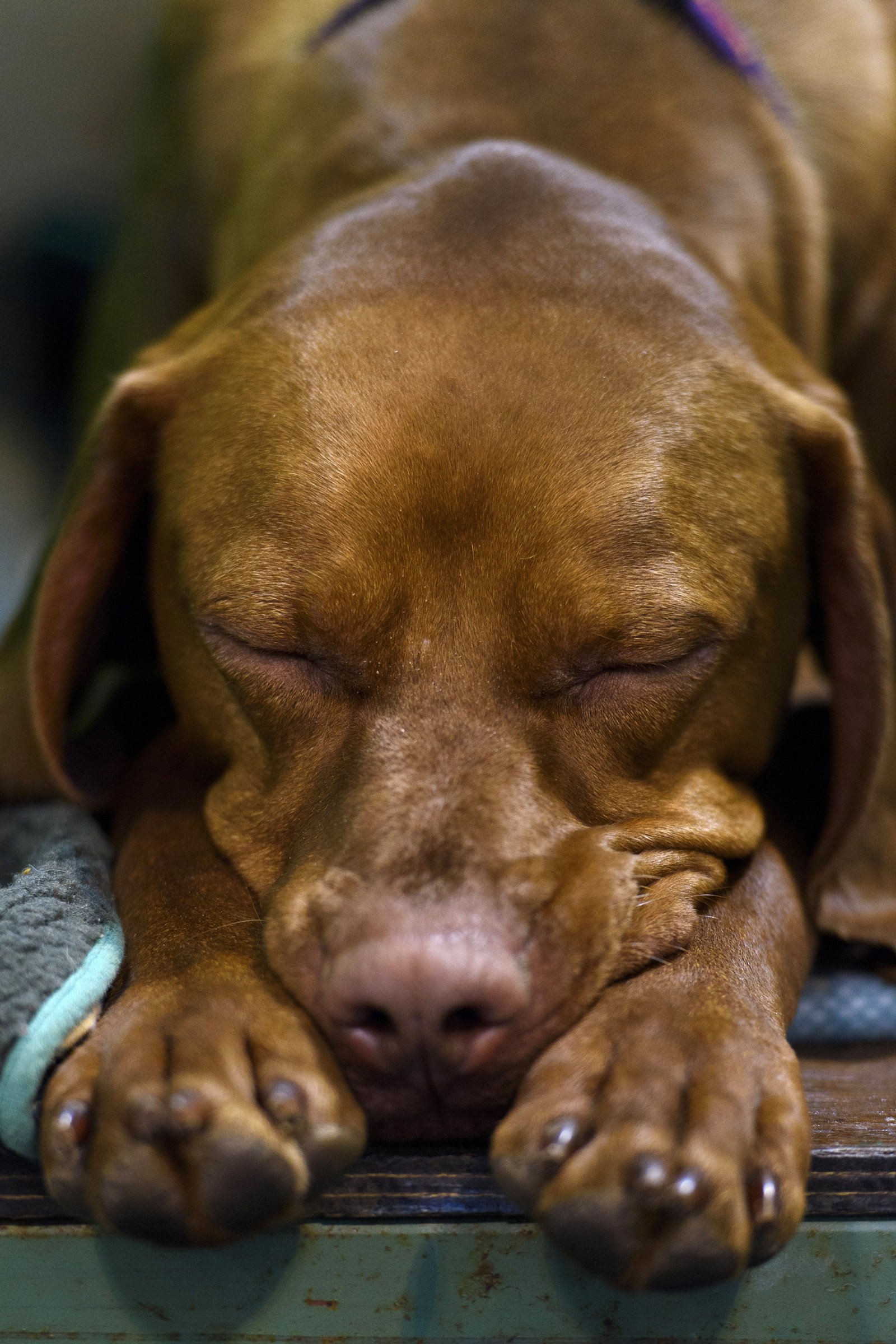alvó vizsla