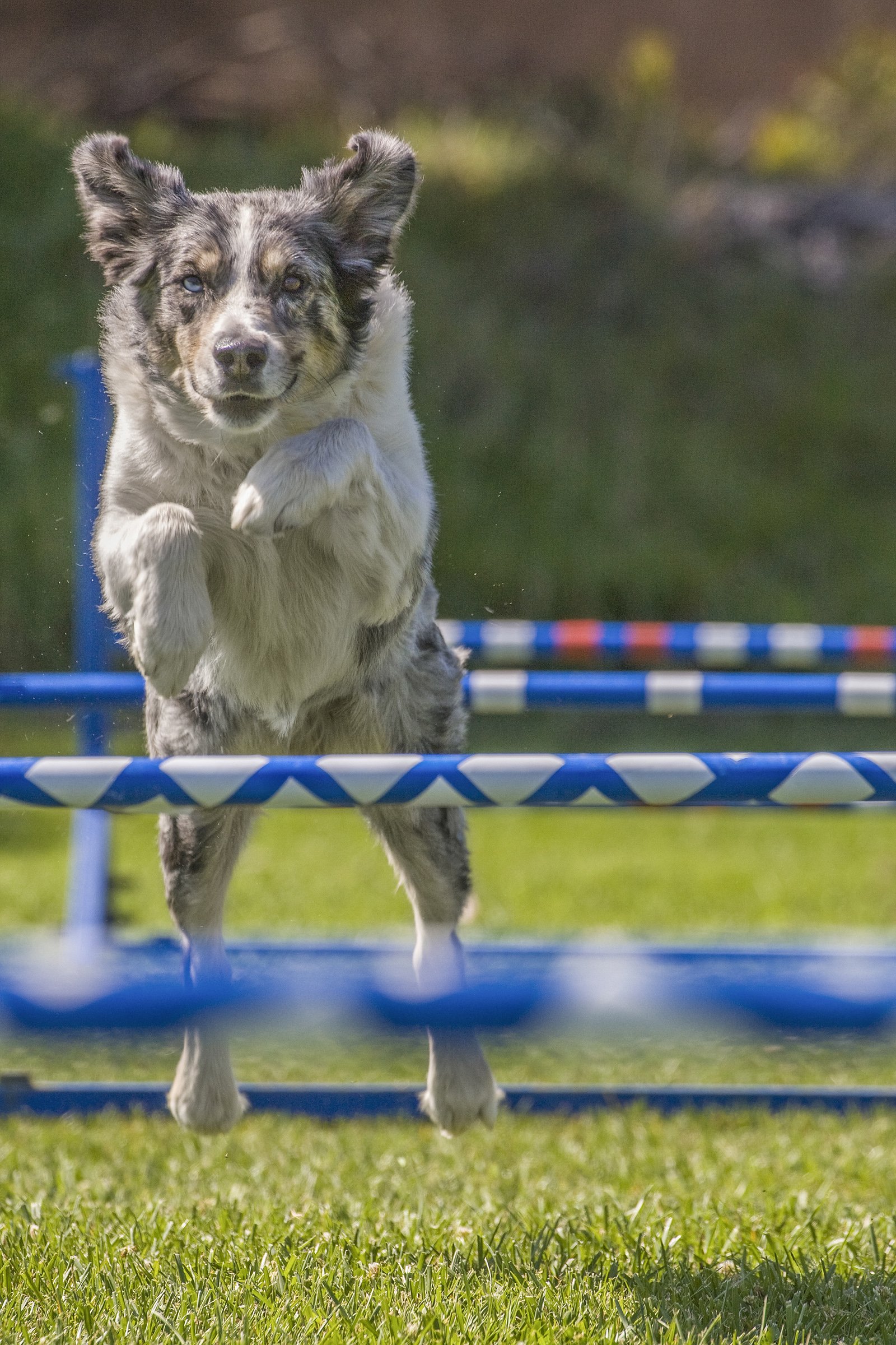 agility akadályugrás