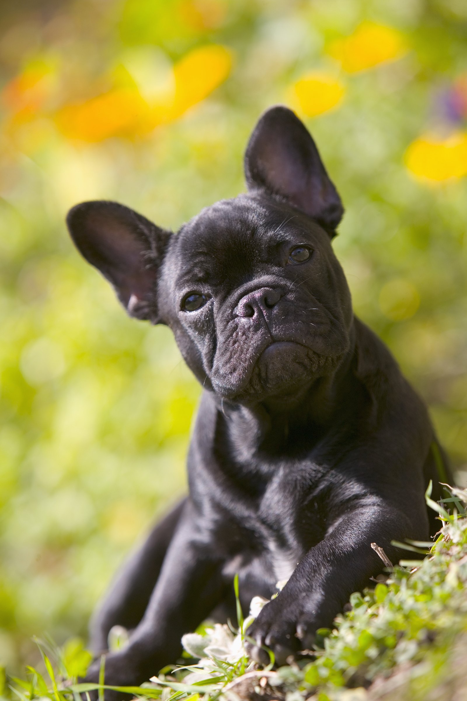 Francia bulldog 2
