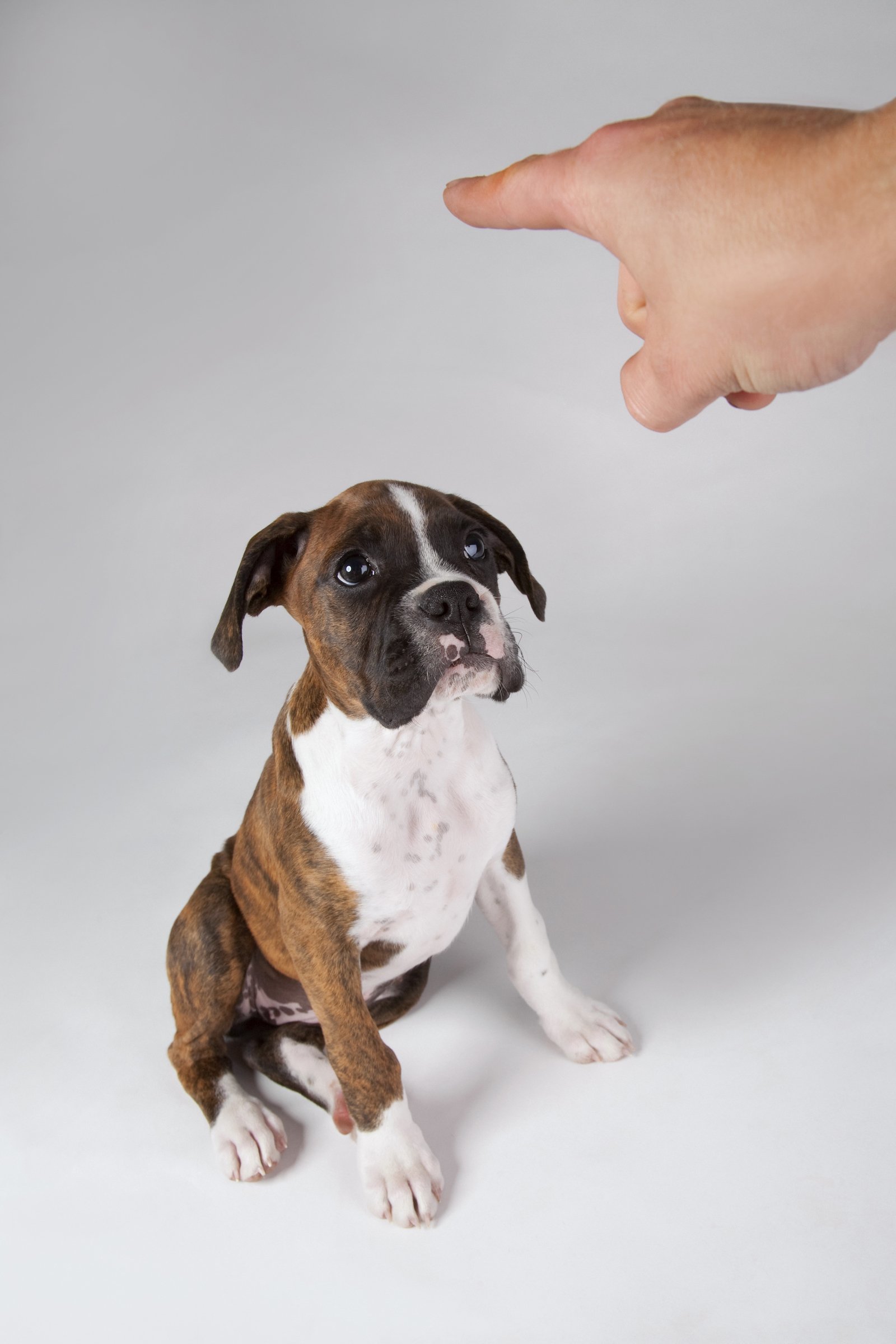 Dog in training