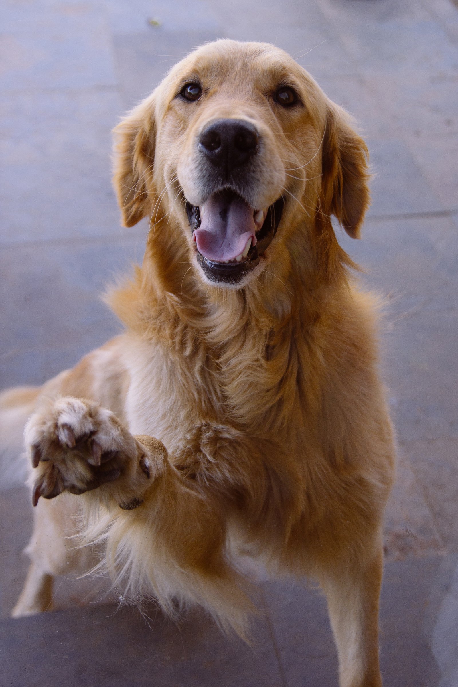 golden retriever
