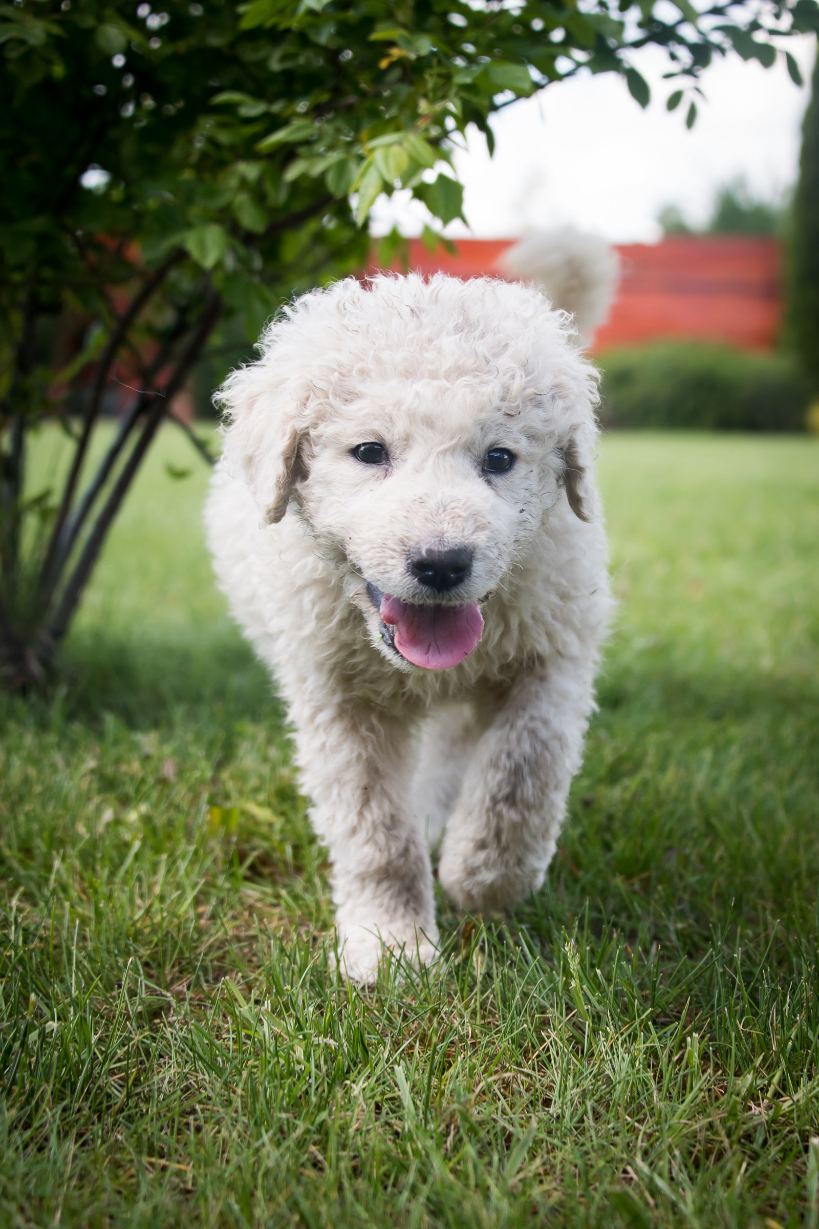 Kuvasz kölyök