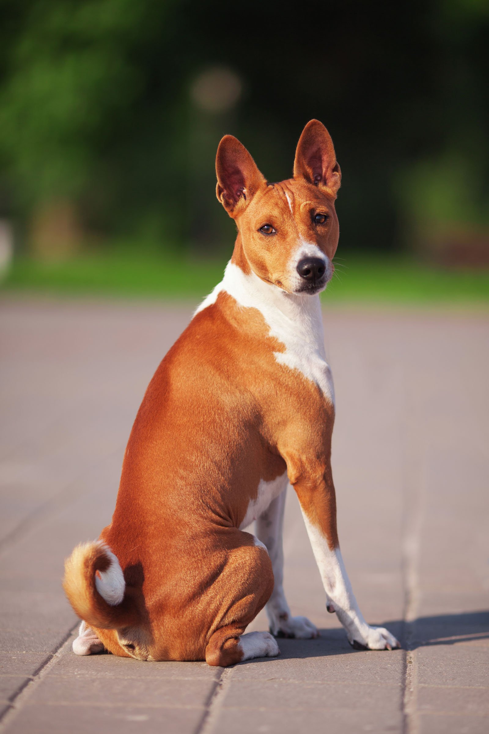 basenji