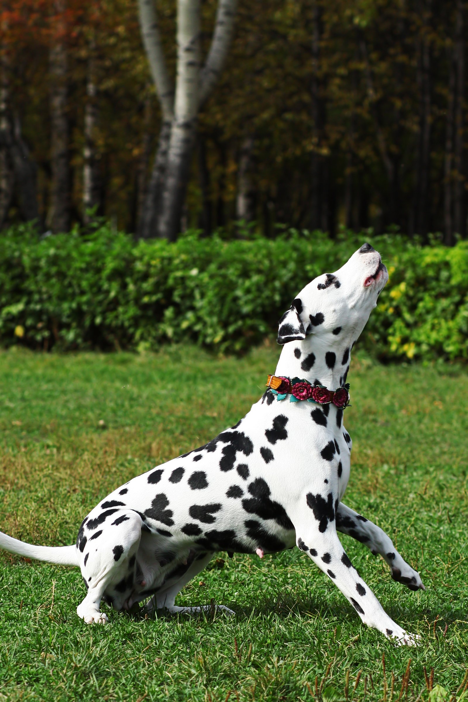 dalmata vonyít