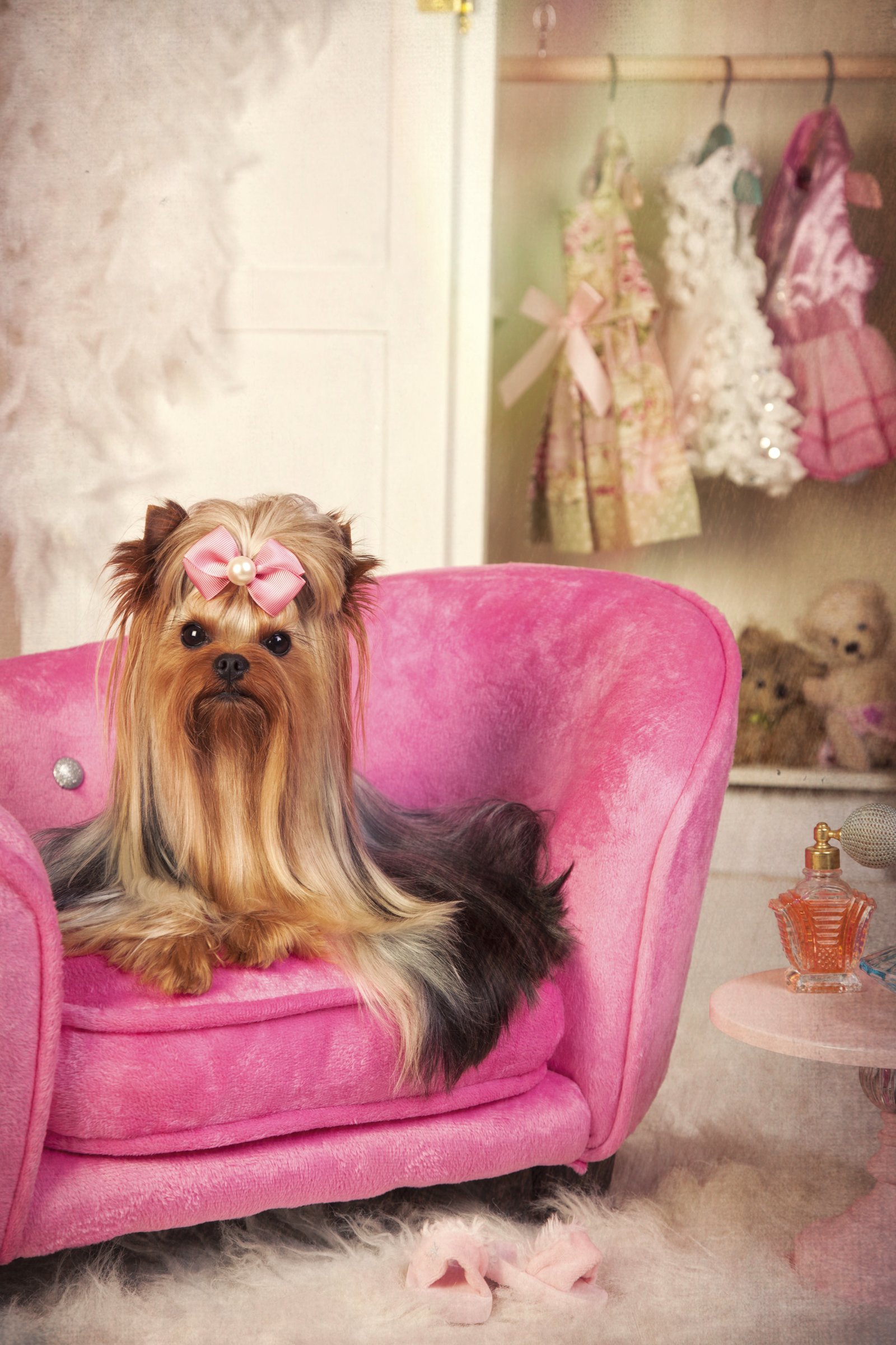 yorkie pinkben
