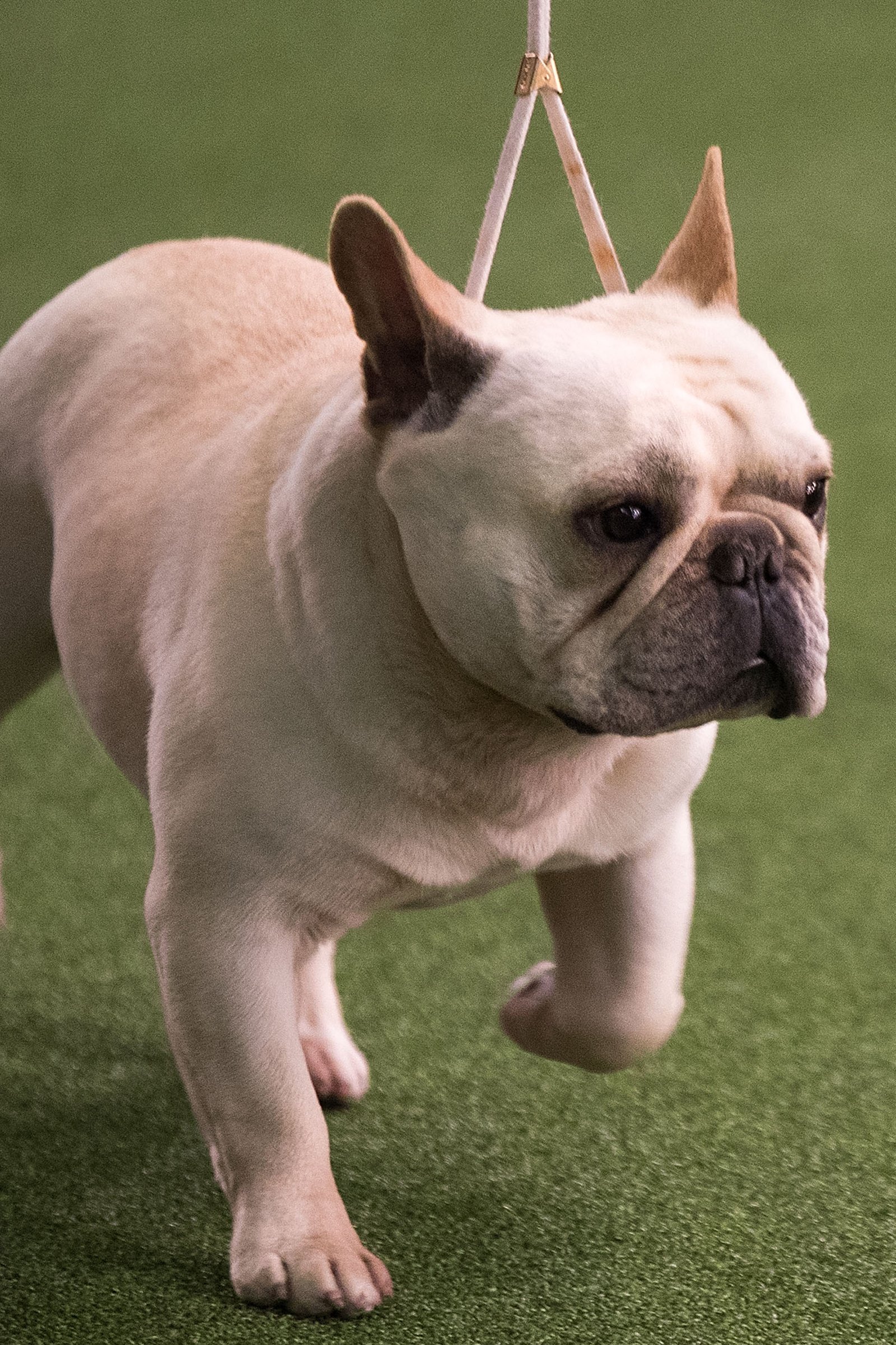 francia bulldog 3