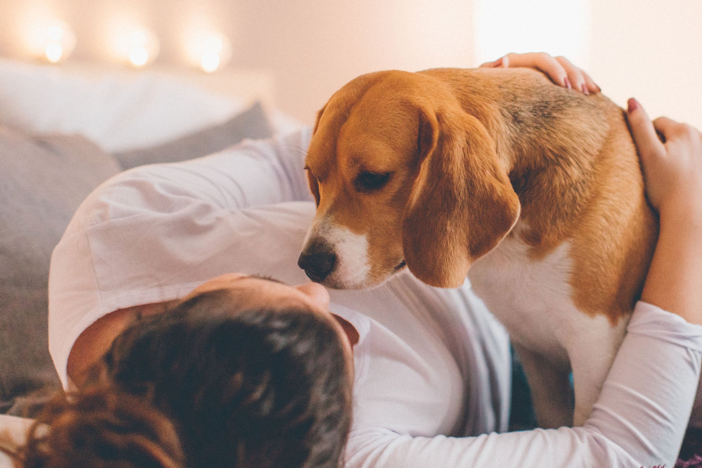 vigasztaló beagle
