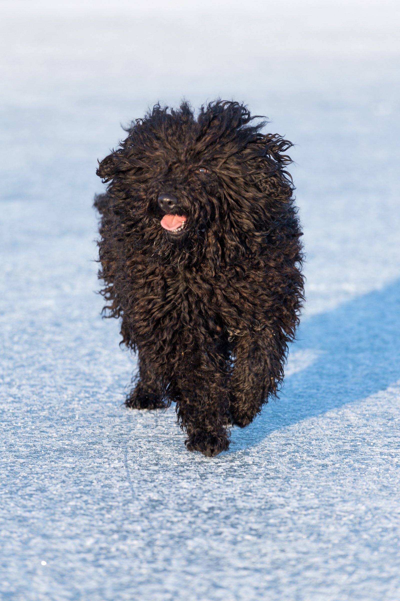 puli fut