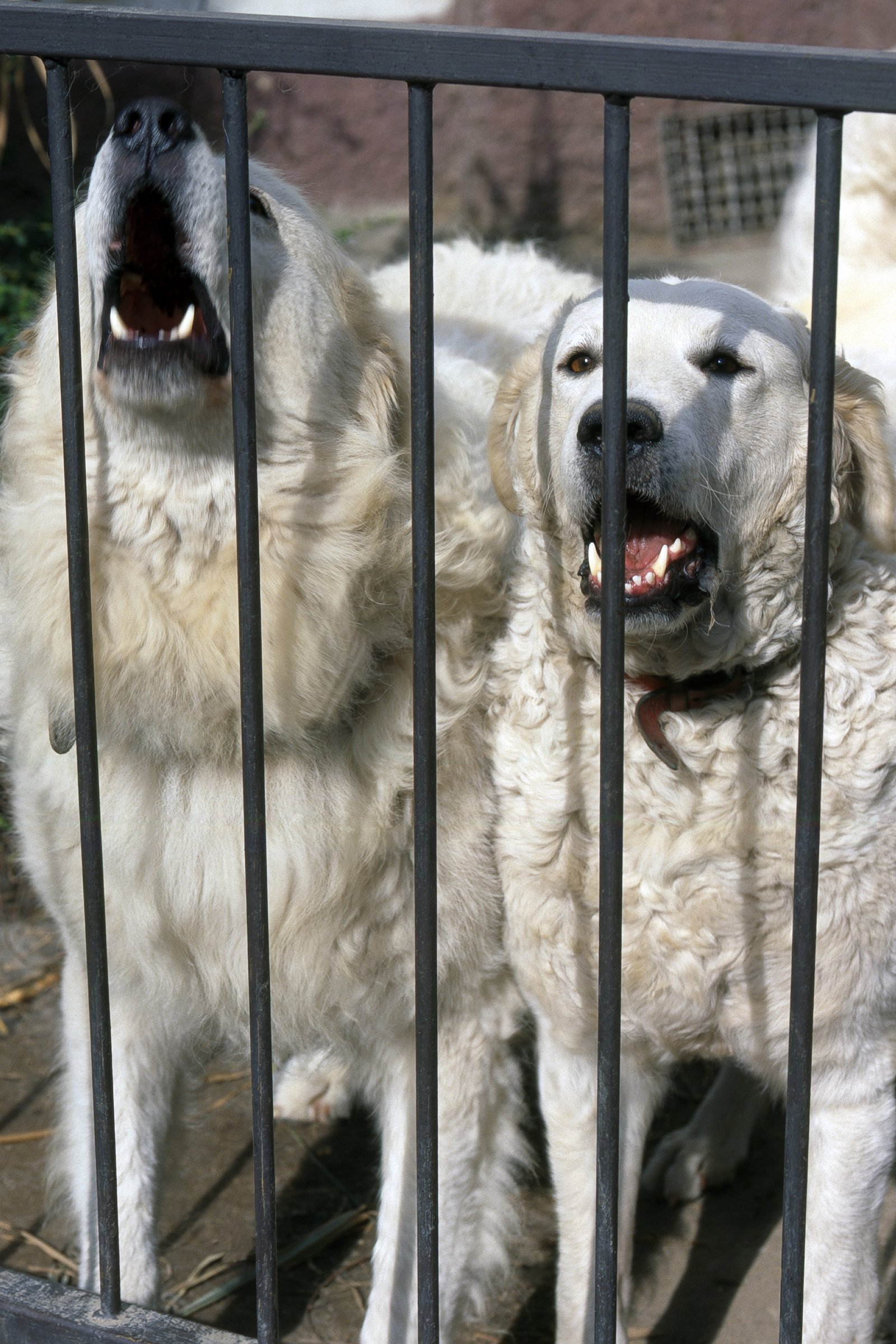 kuvasz őriz