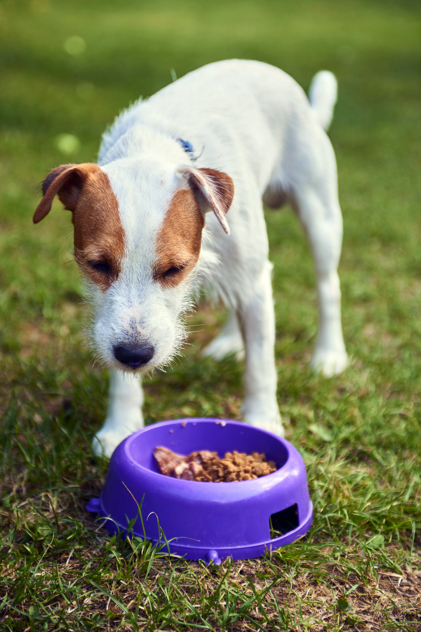 jack russell etetőtál eszik táp