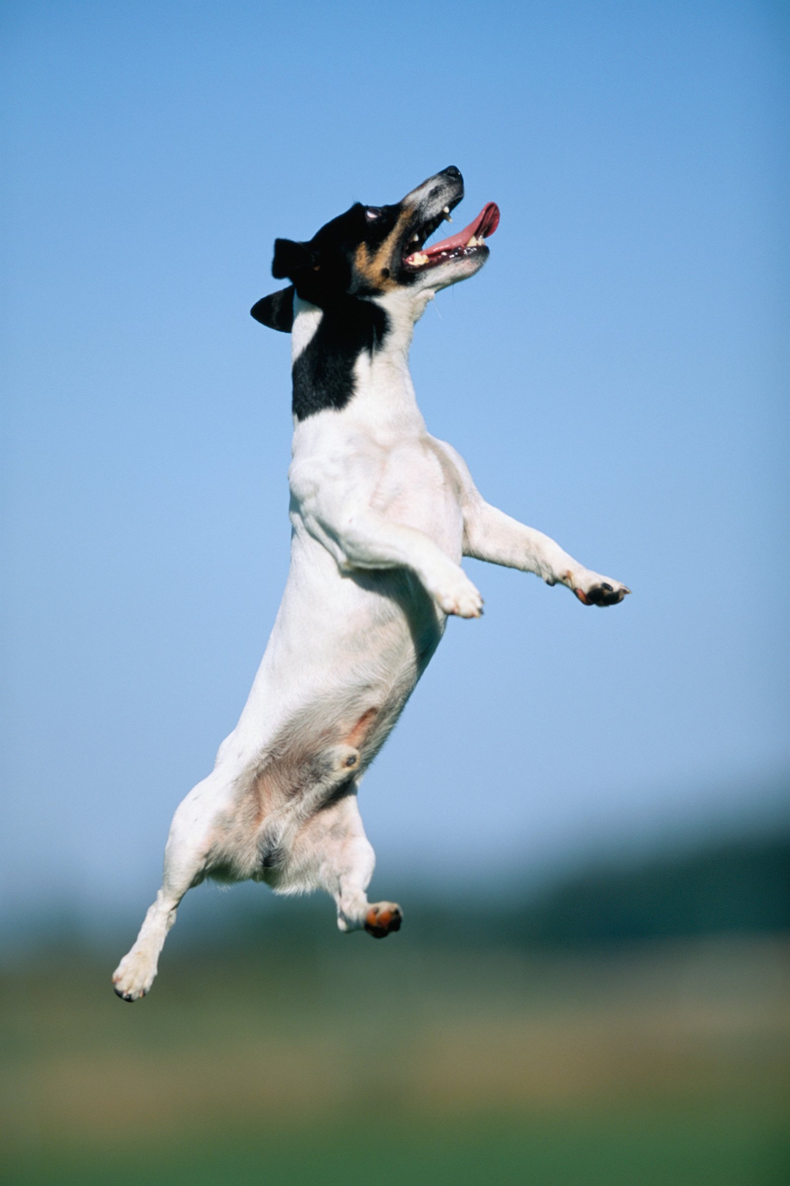 Jack russell terrier ugrik