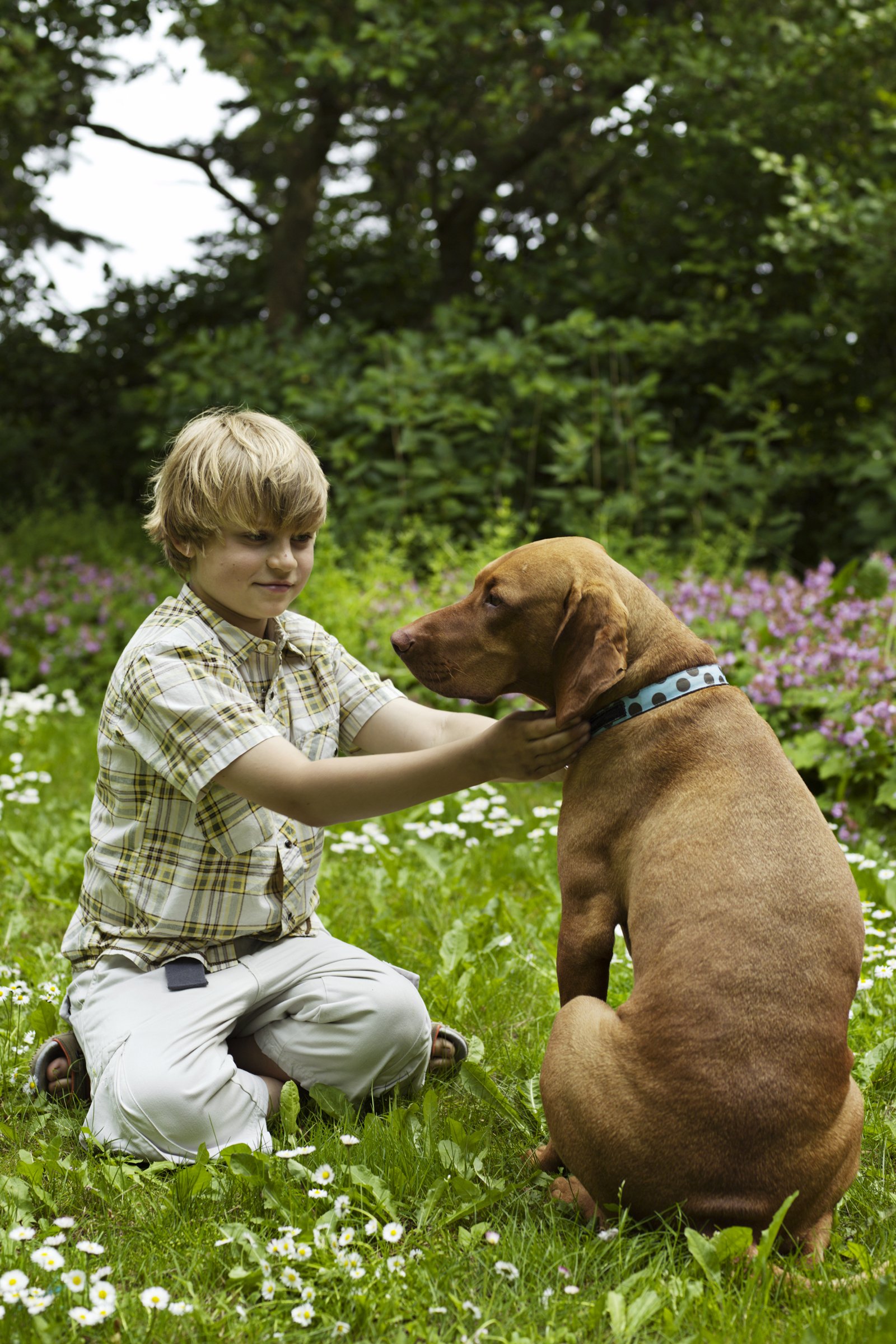 vizsla kisfiu