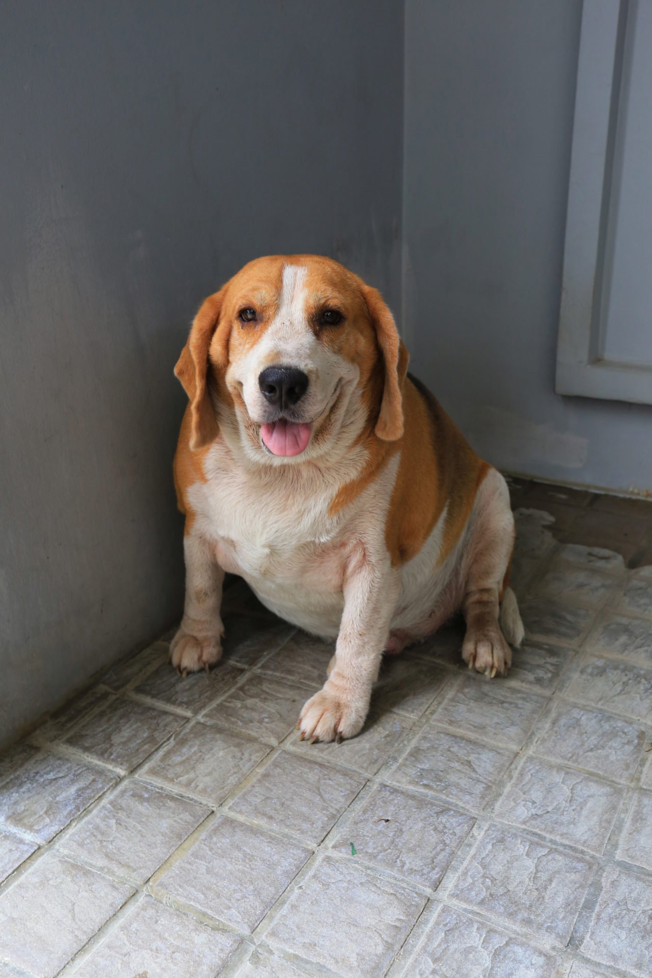 dagi beagle