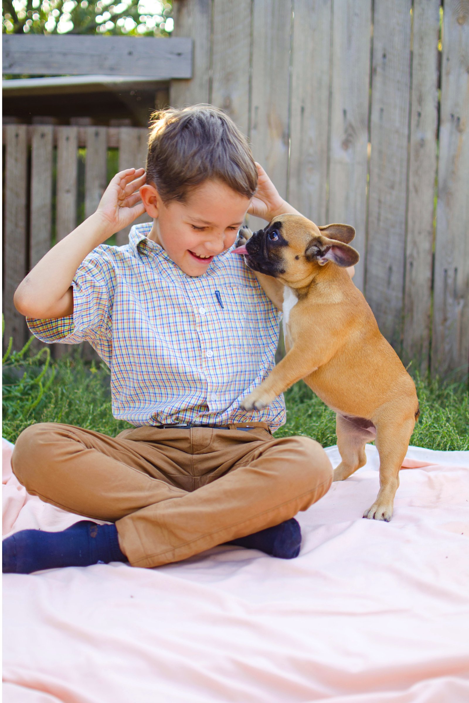 kisgyerek francia bulldog