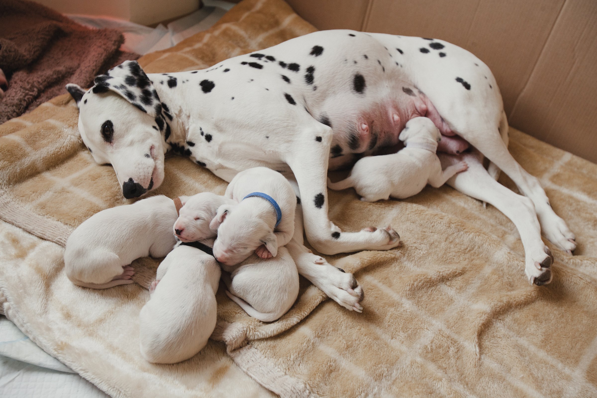 dalmata anyuka kölykökkel