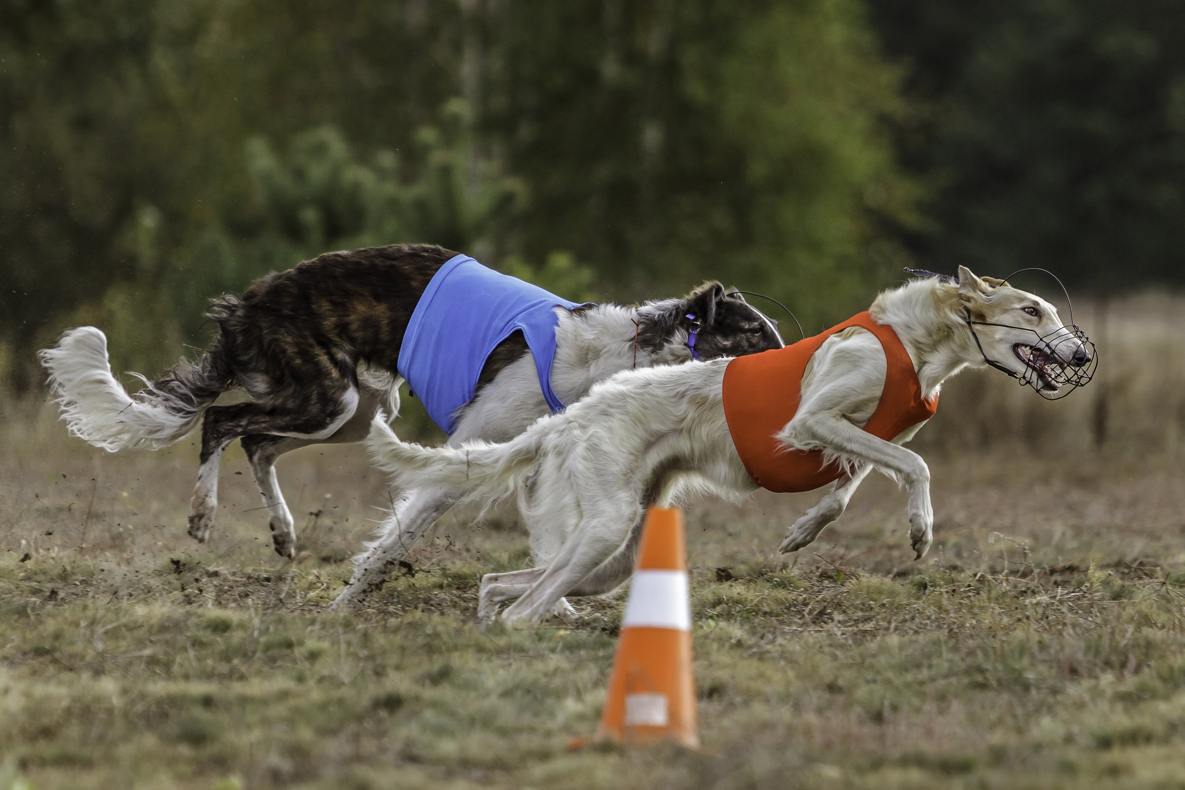 dog coursing edzés