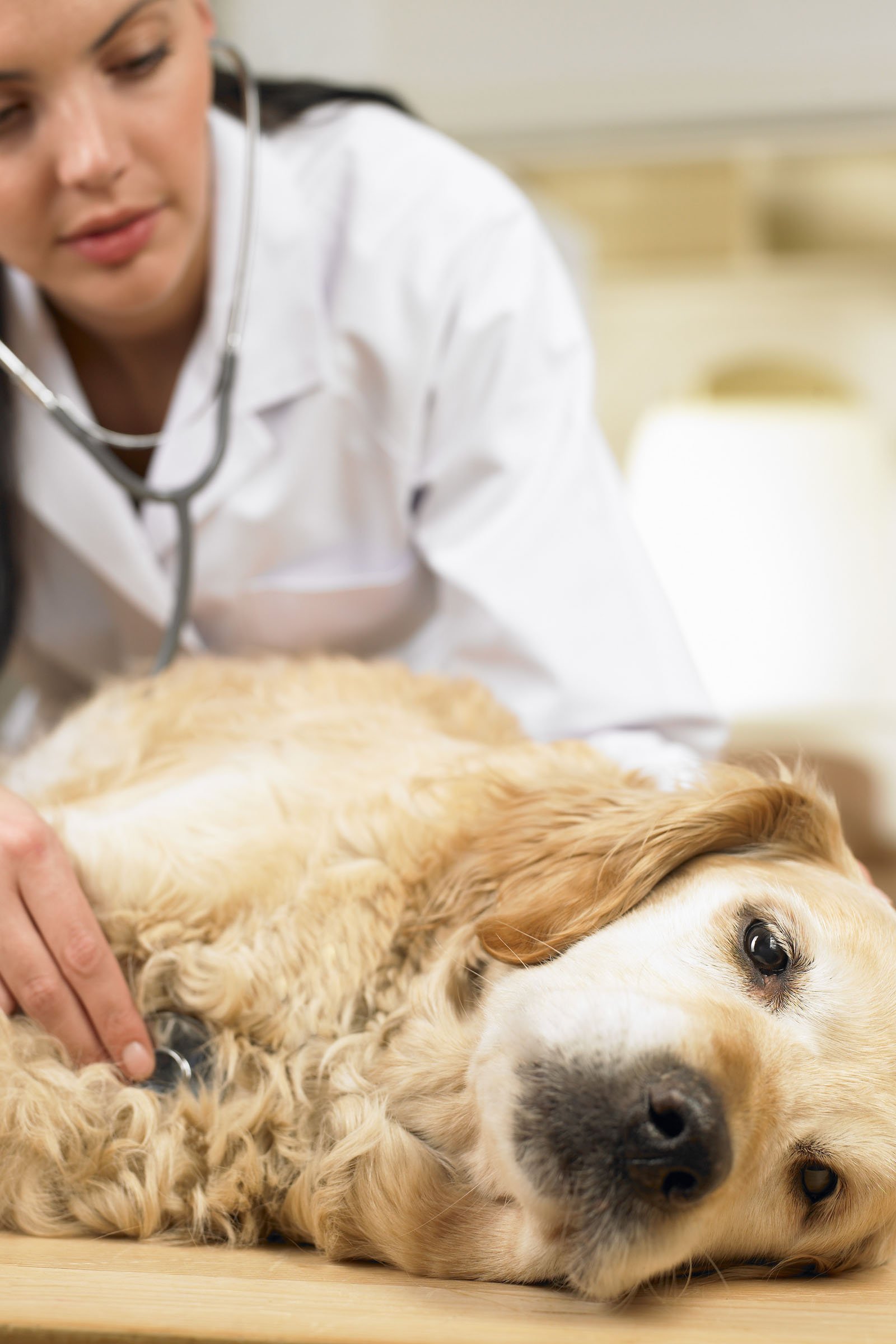 Veterinarian with dog