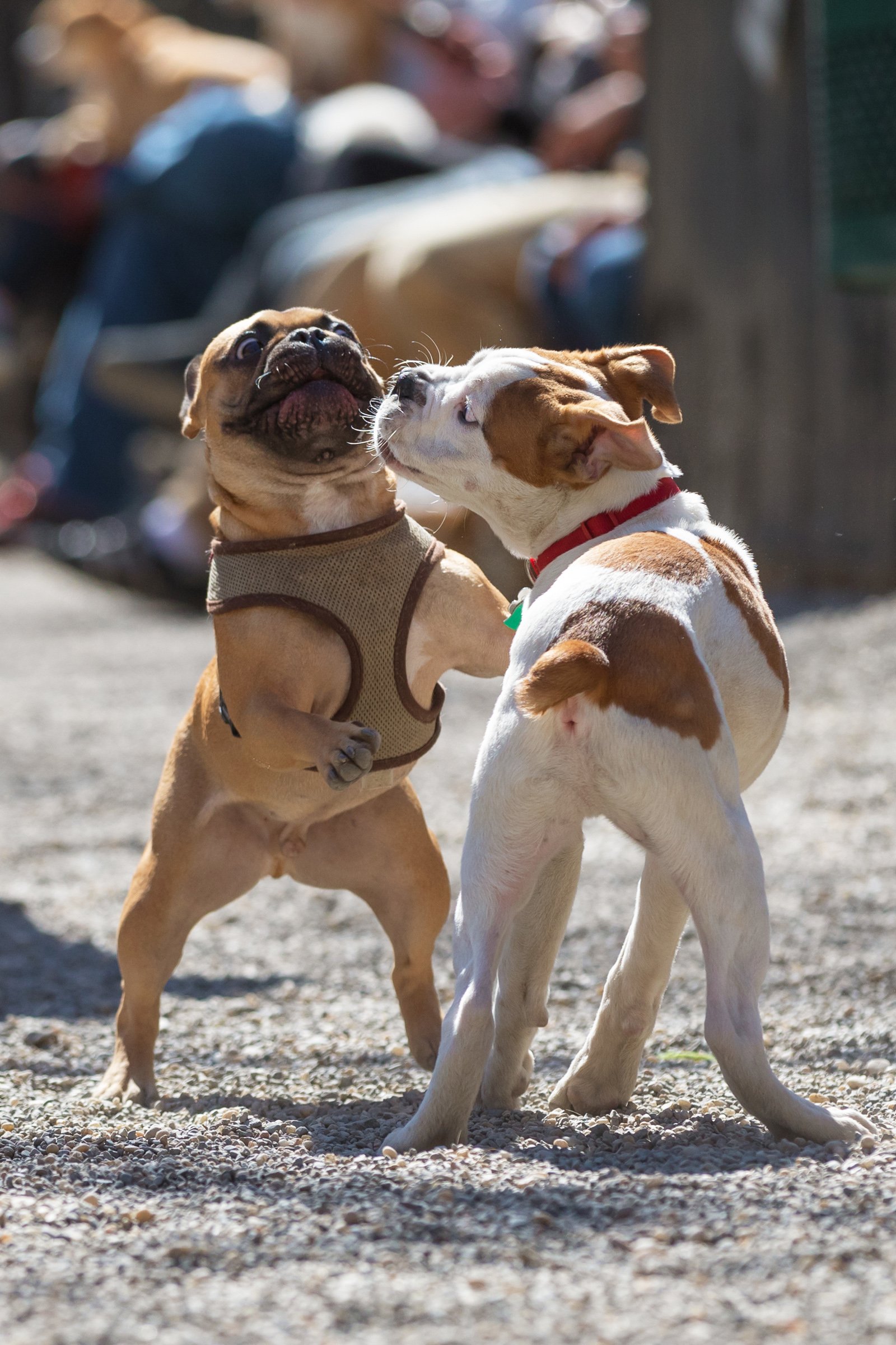 bulldogkölykök ismerkednek
