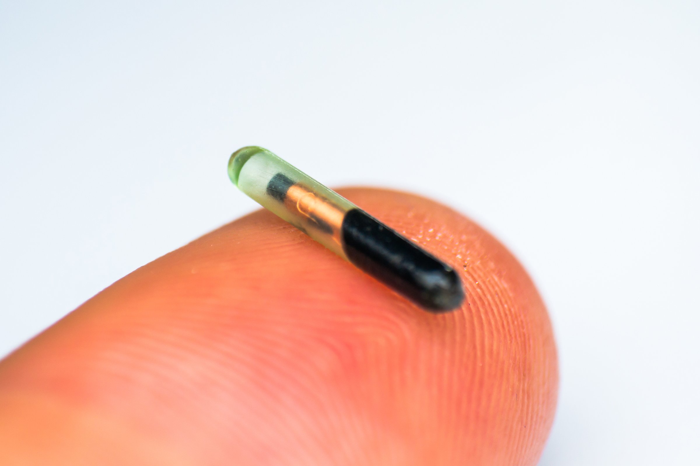kutya mikrochip ujjon