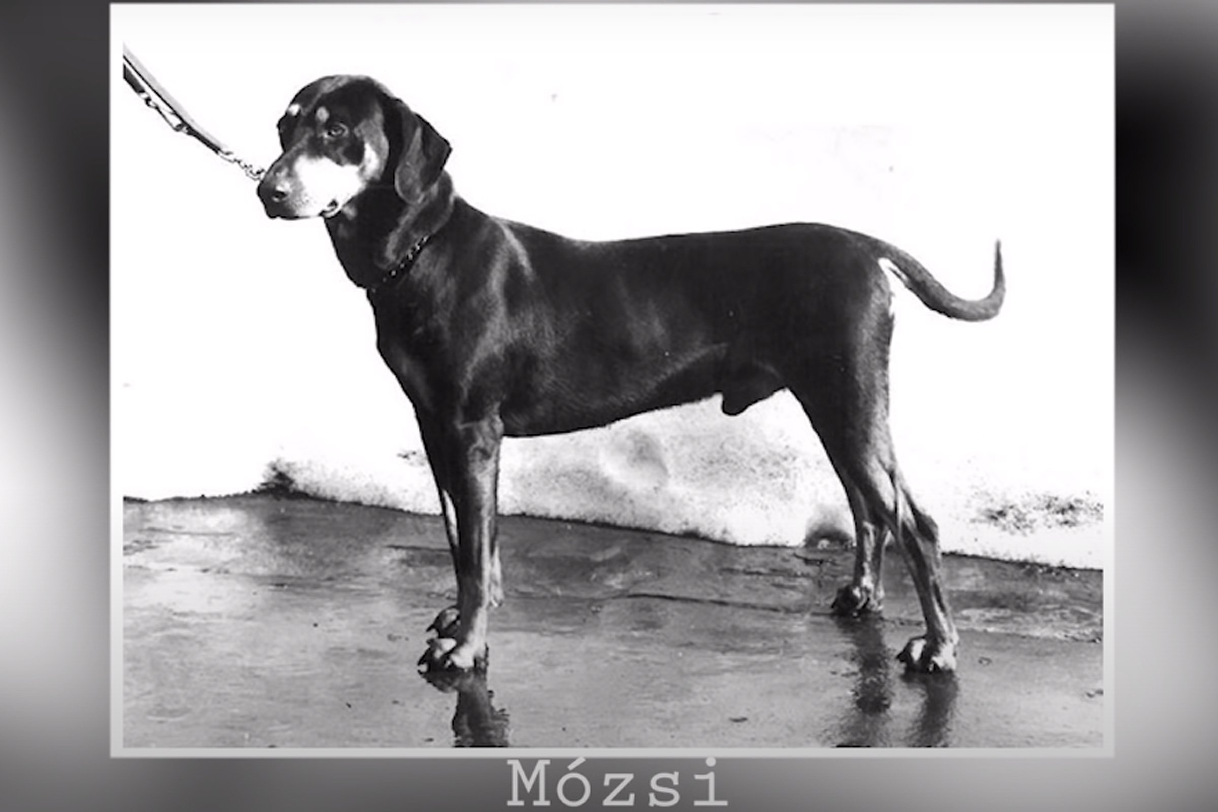 mózsi