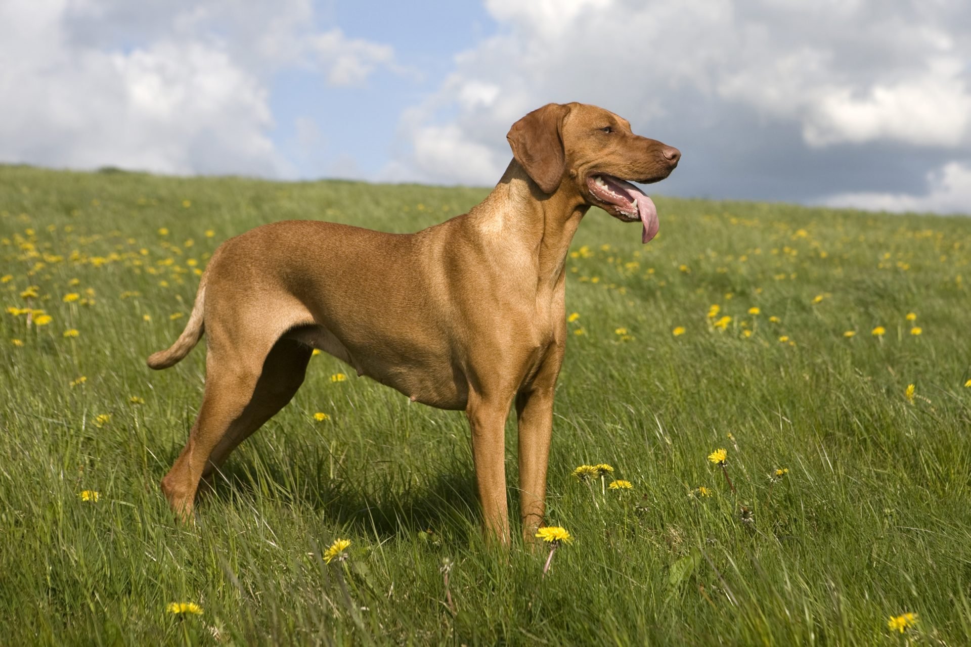 2020_07_vizsla-kiemelt-scaled.jpg