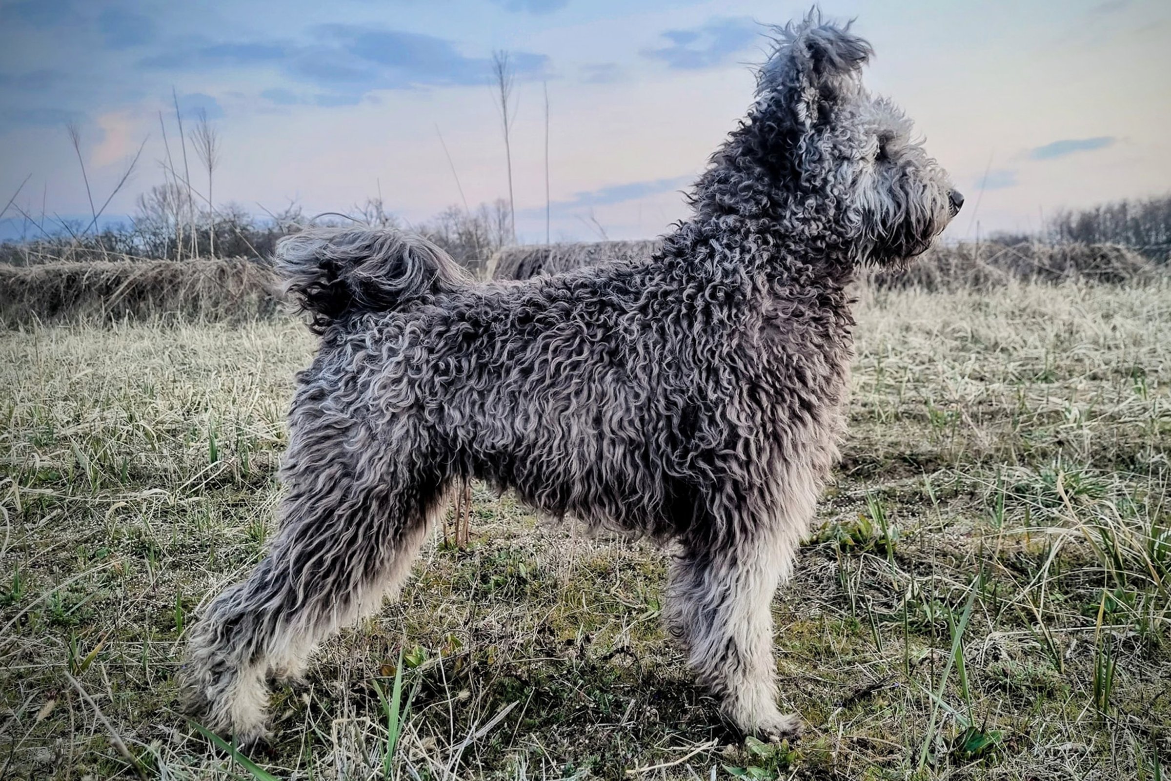 pumi kennel