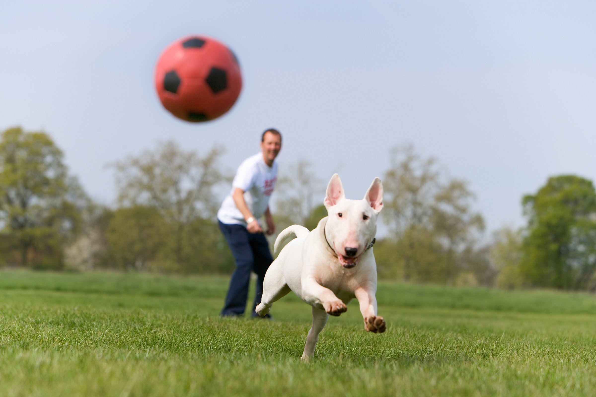 bullterrier labda