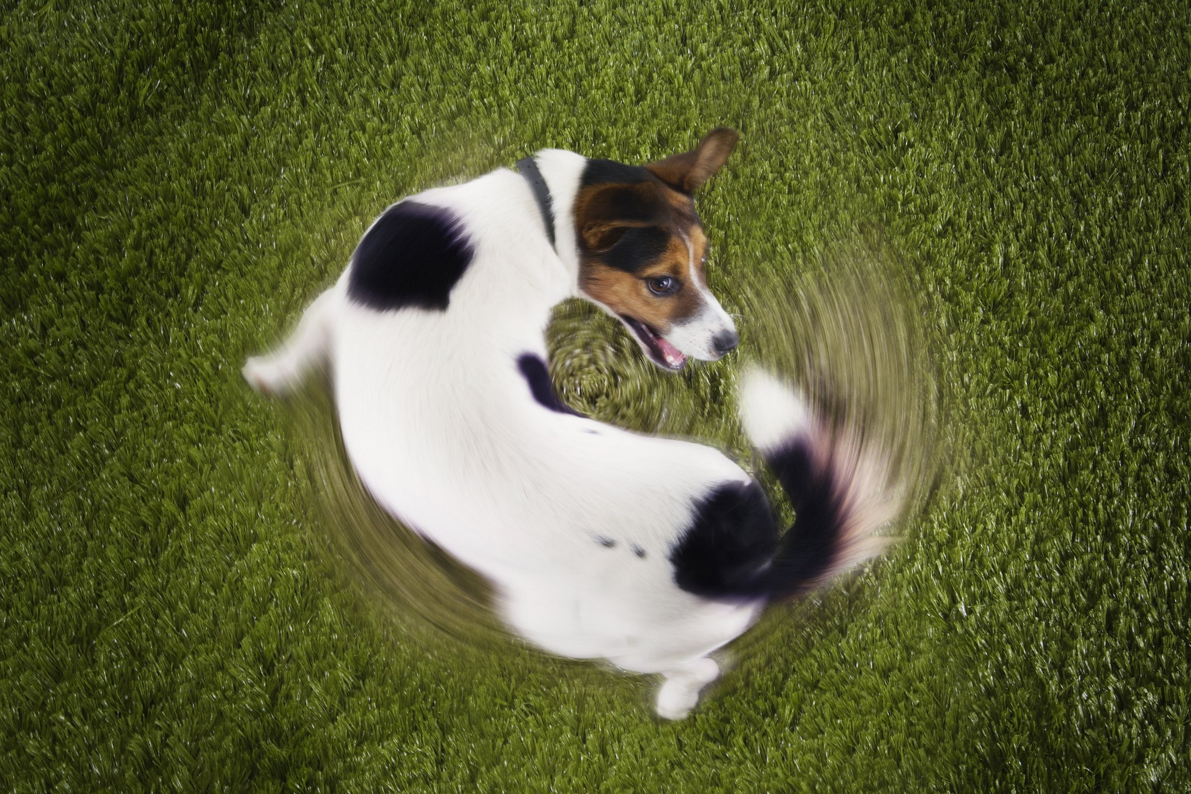 jack russell farokkergetés