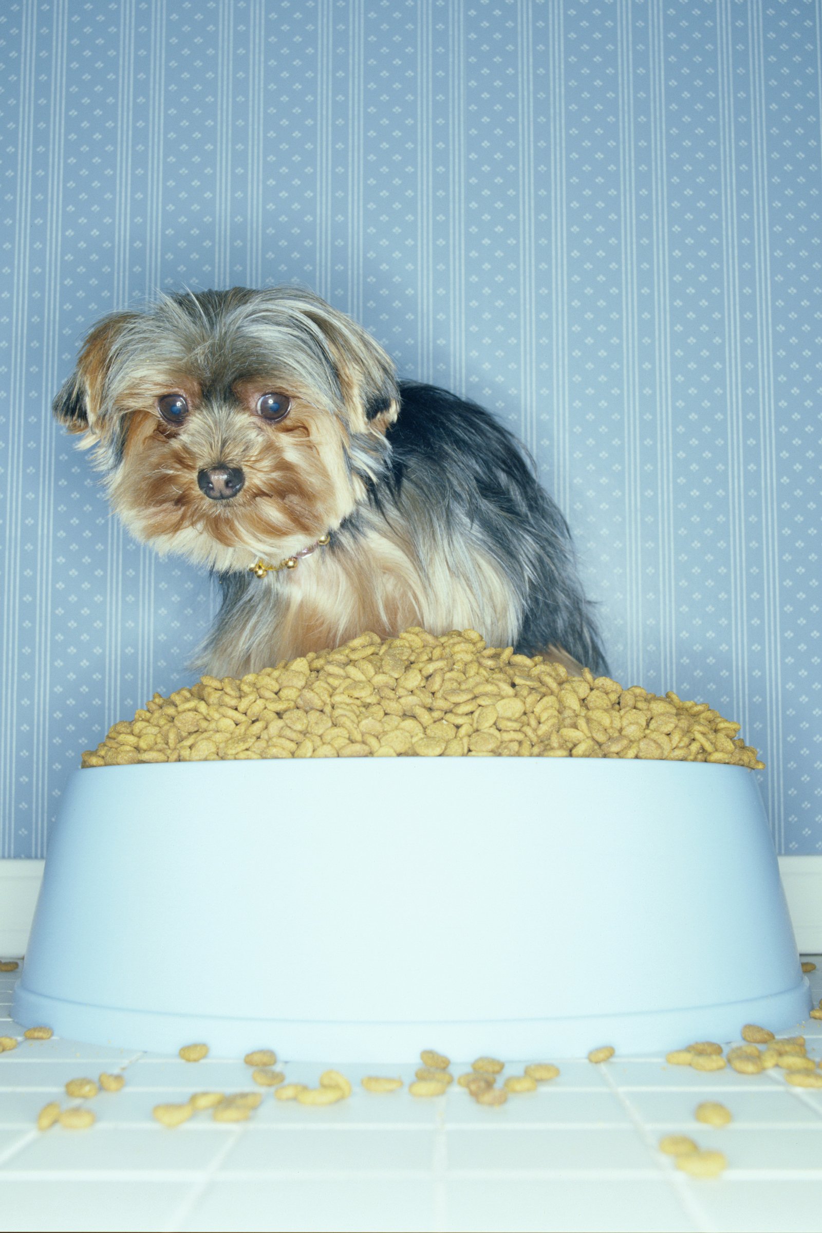yorkie nagy tállal