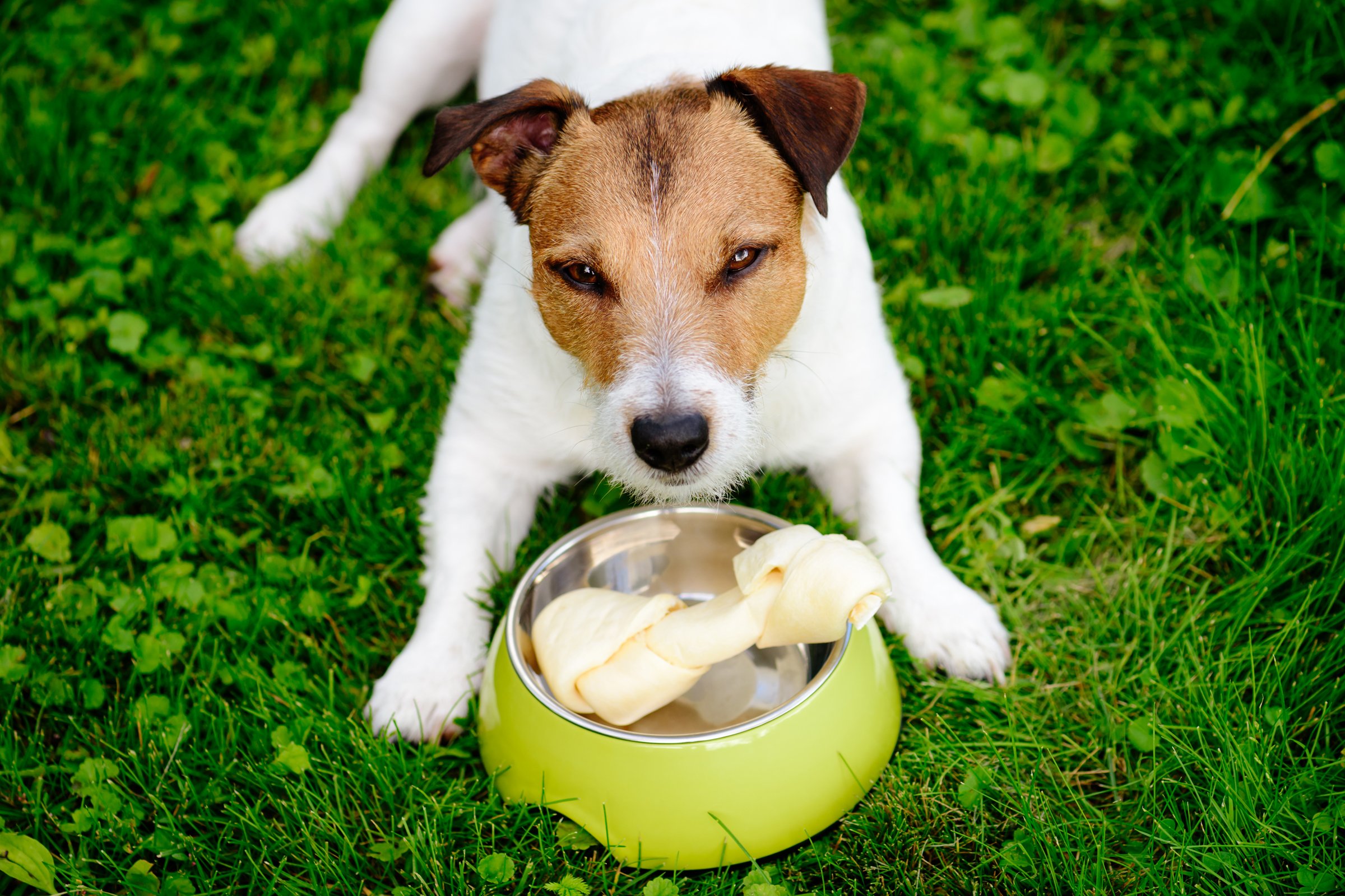 jack russell őrzi a tálját