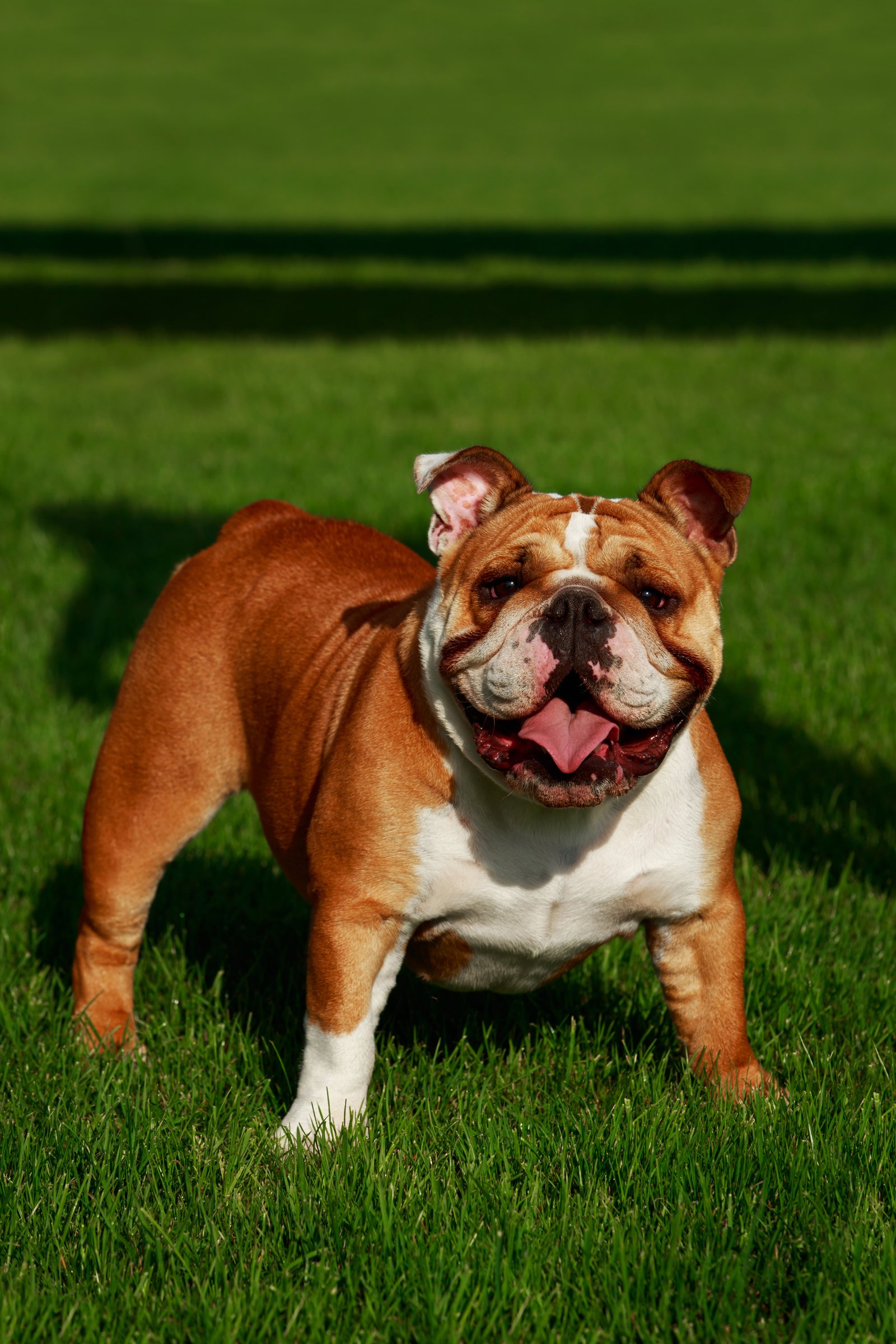 angol bulldog