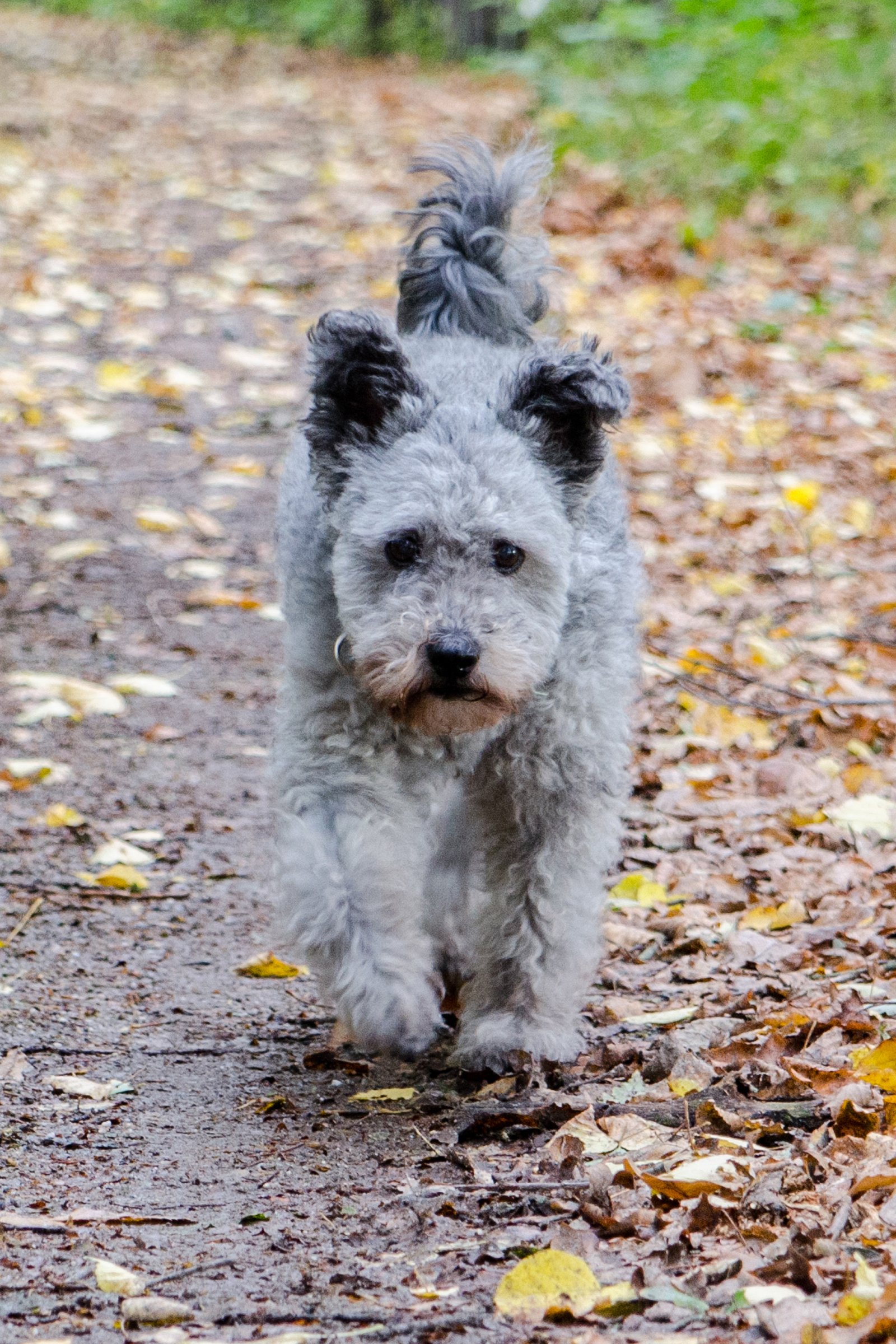 pumi 3