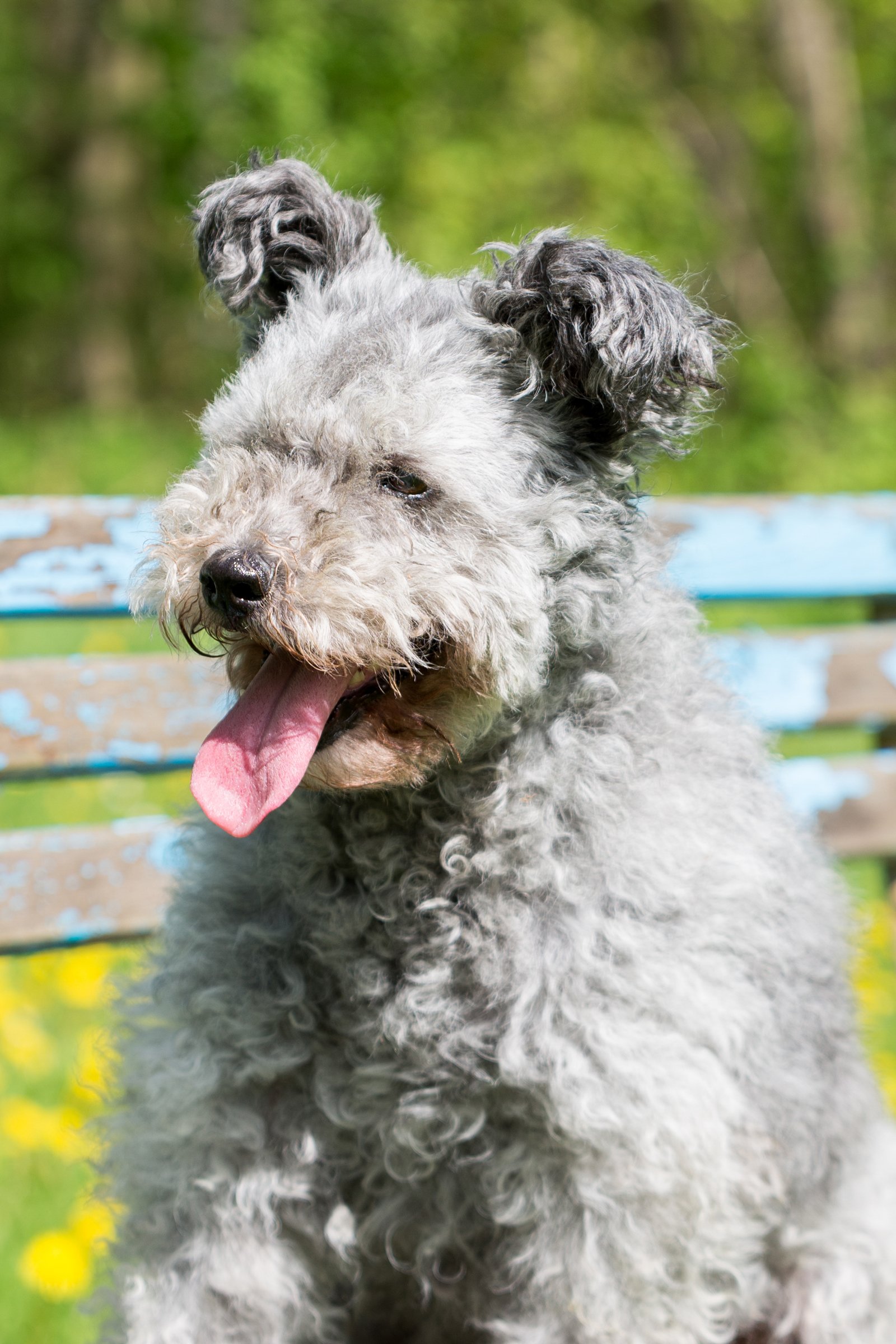 pumi 4