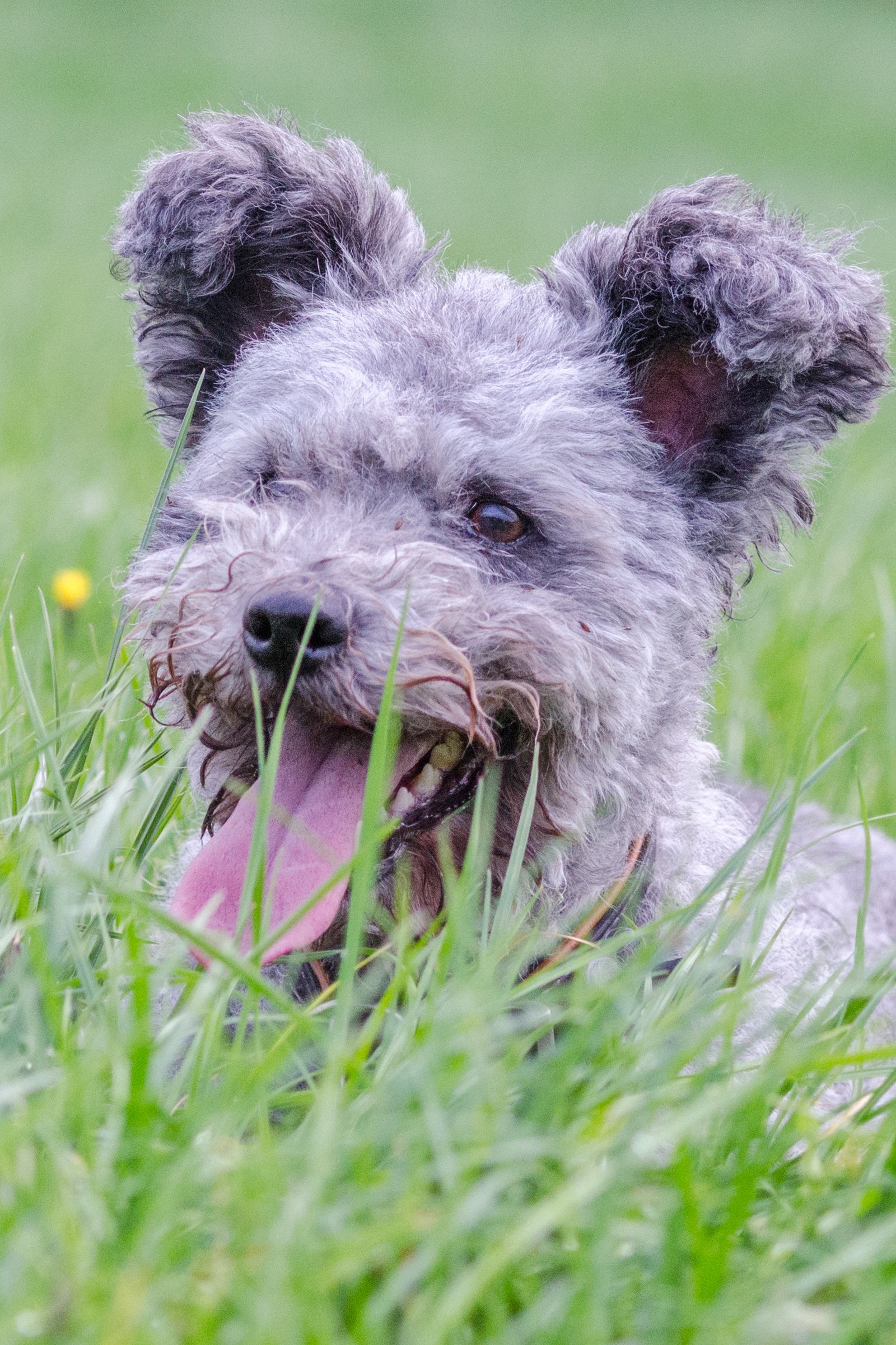 pumi 2