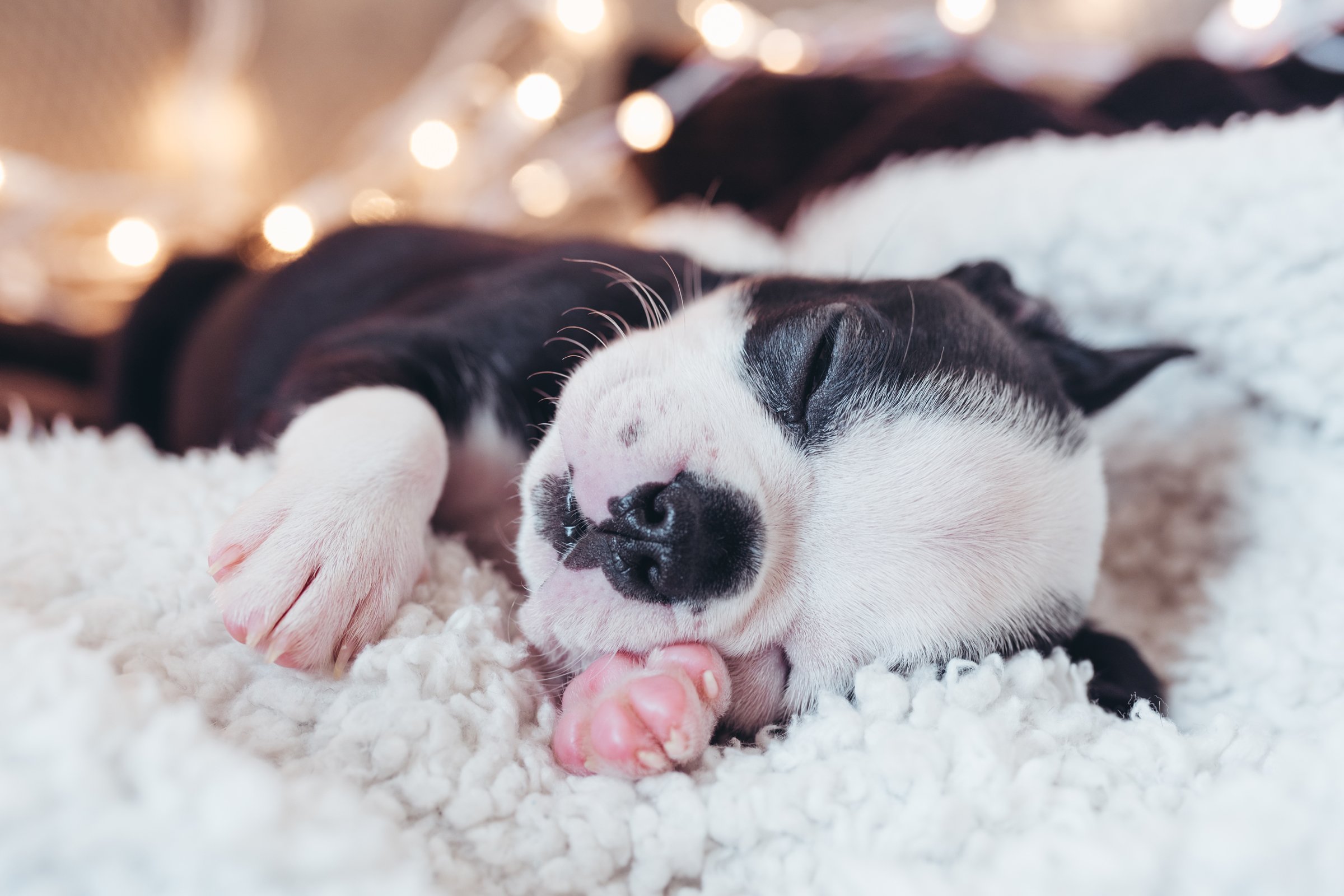 boston terrier kölyök