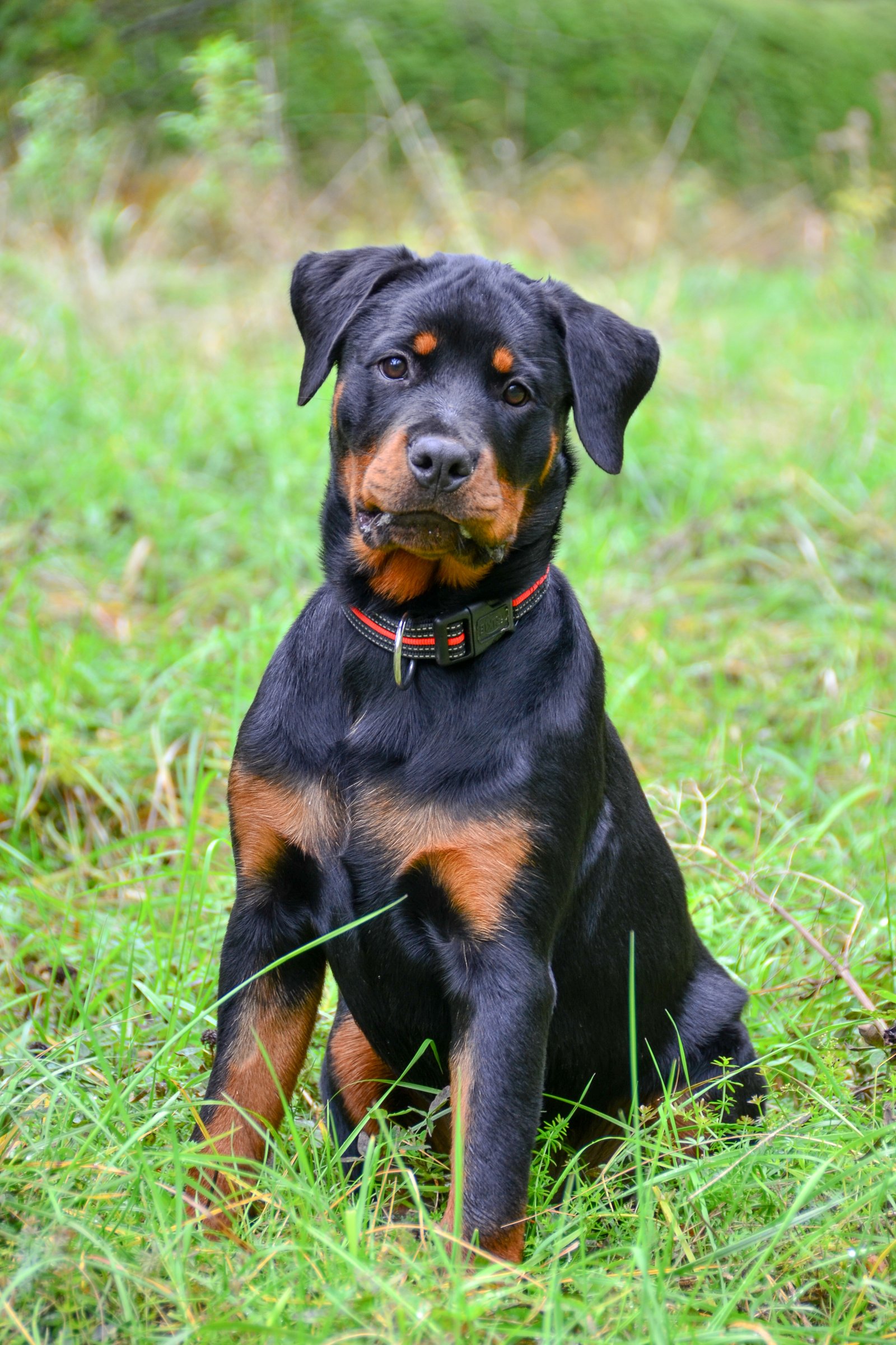 Rottweiler