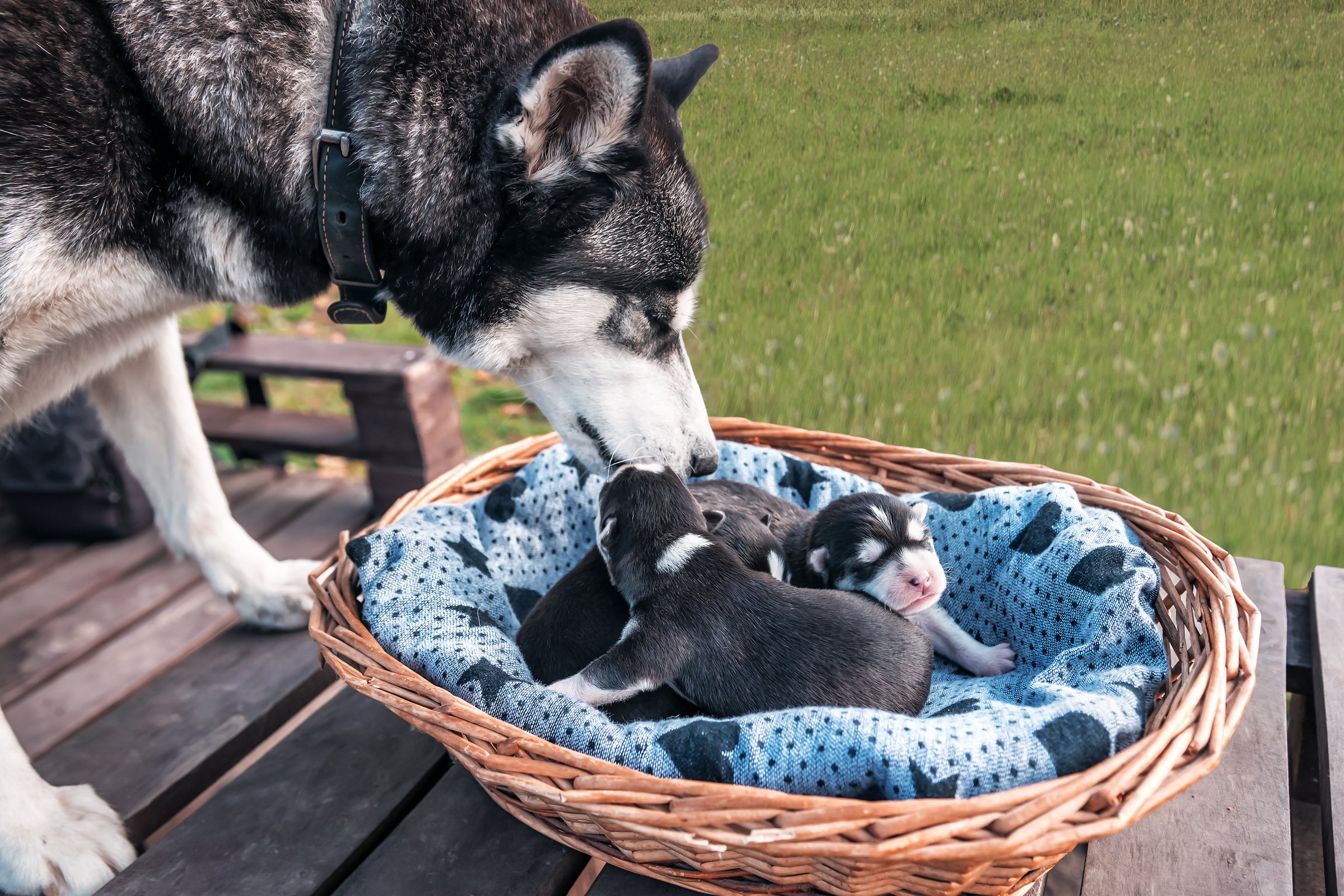 husky kölykeivel