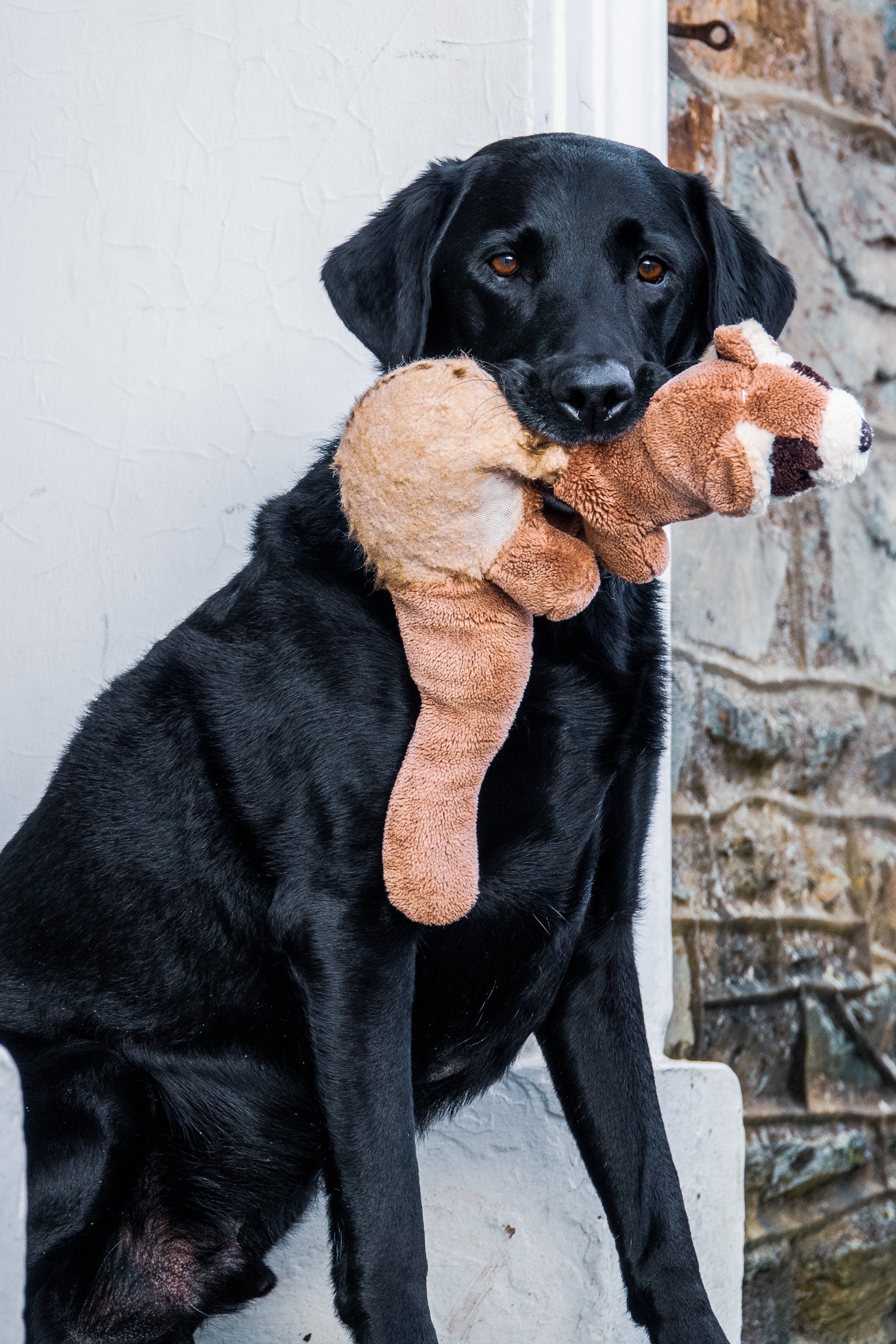 labrador plüssállat