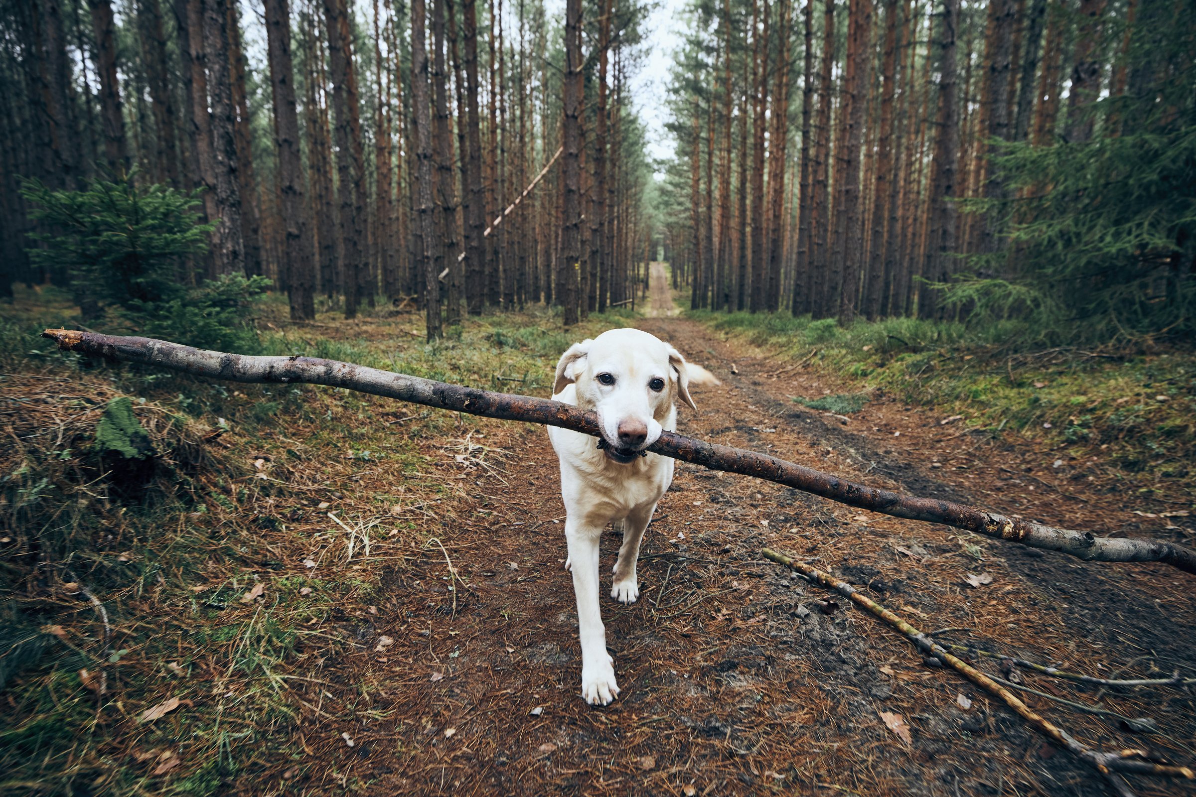 labrador nagy bot