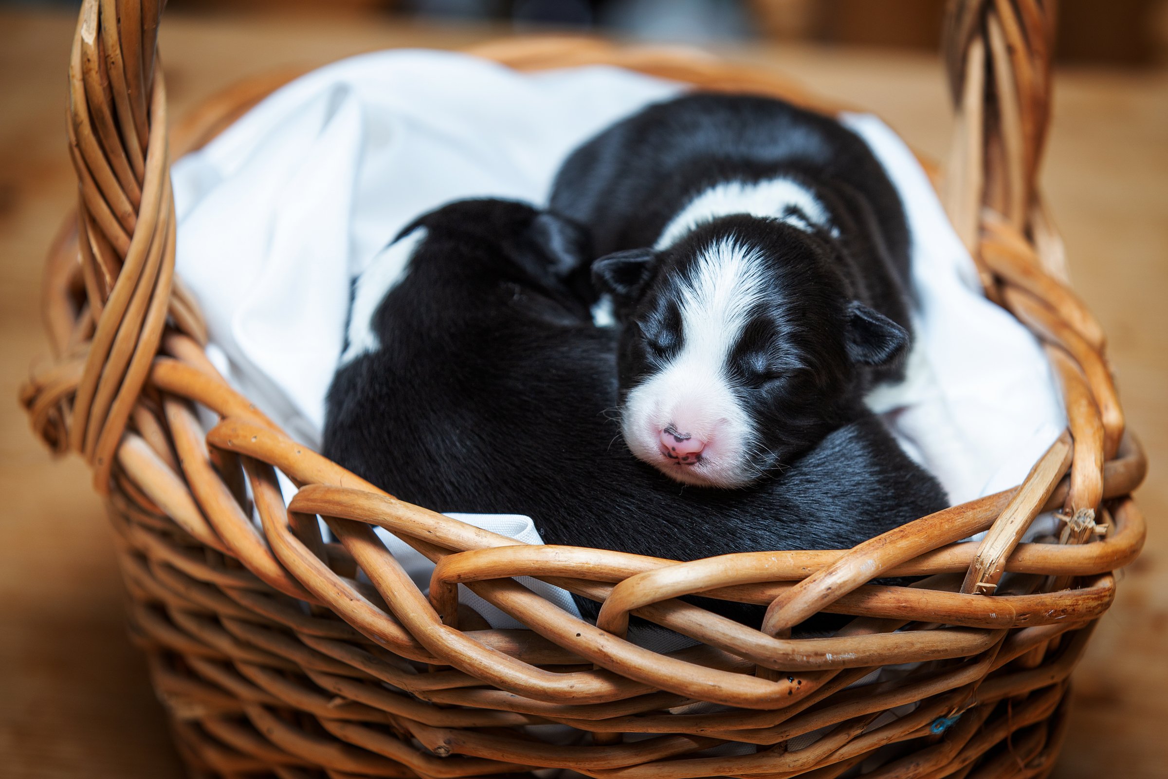 border collie kölyök